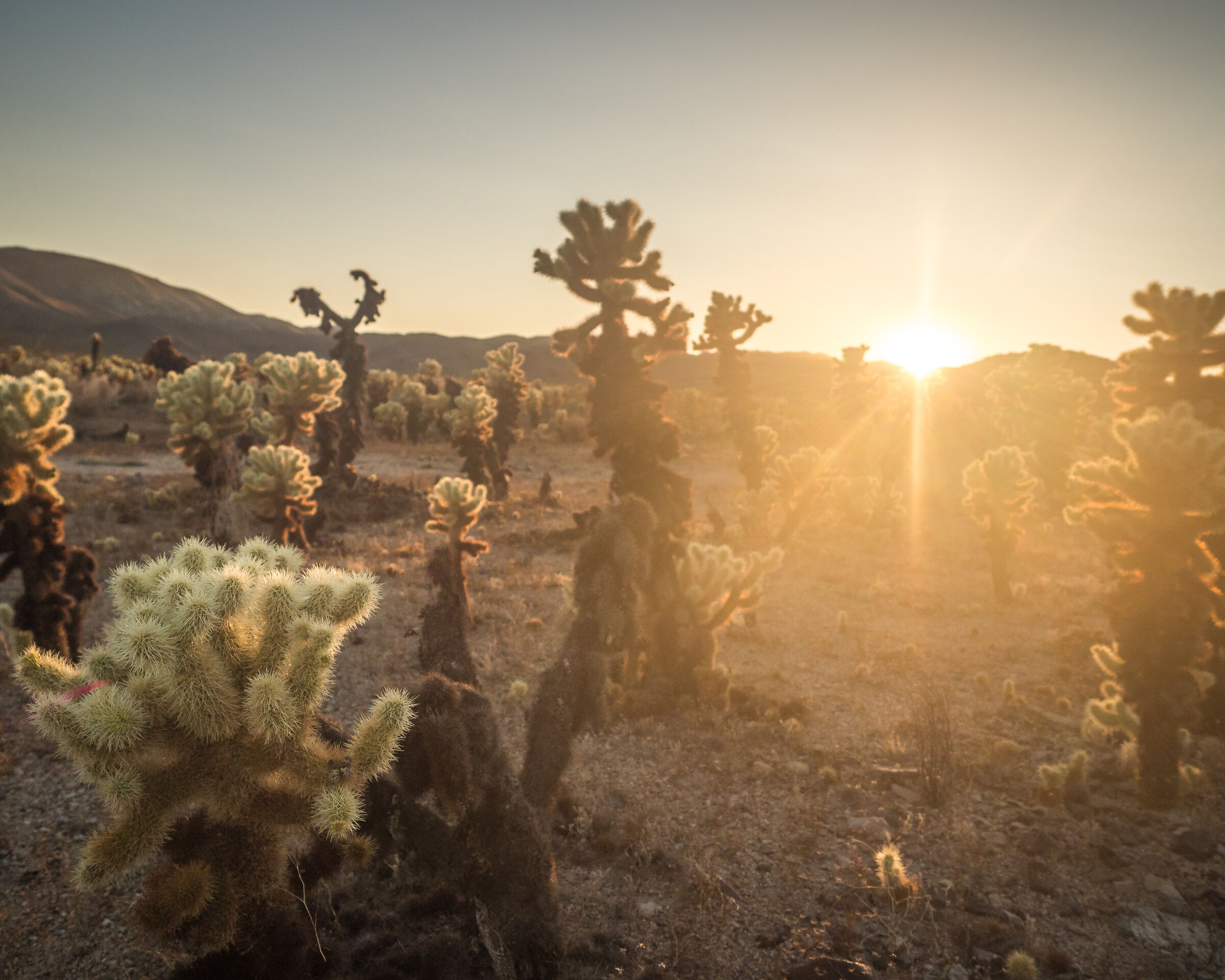 Cholla Cactus Garden
