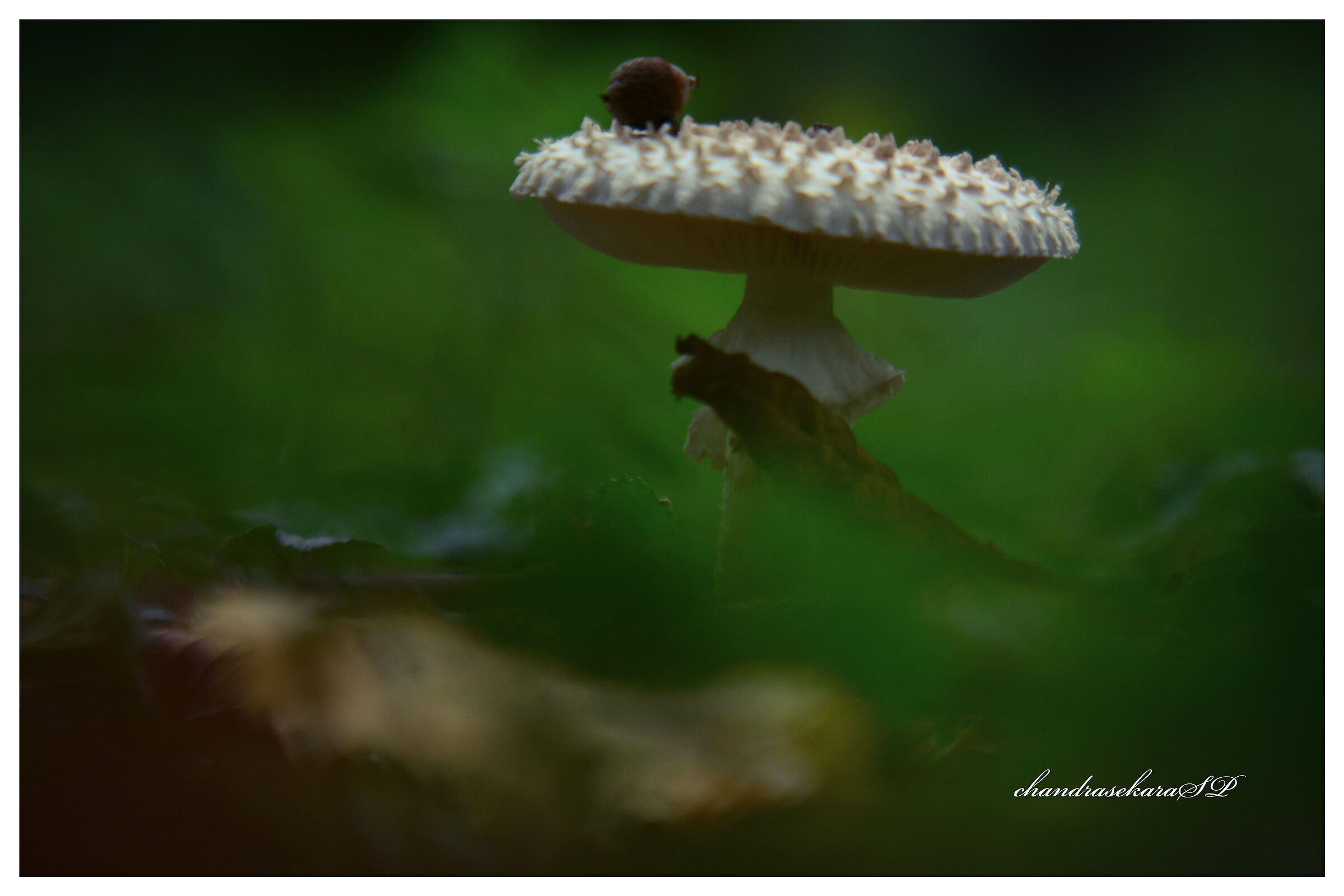 Mushroom