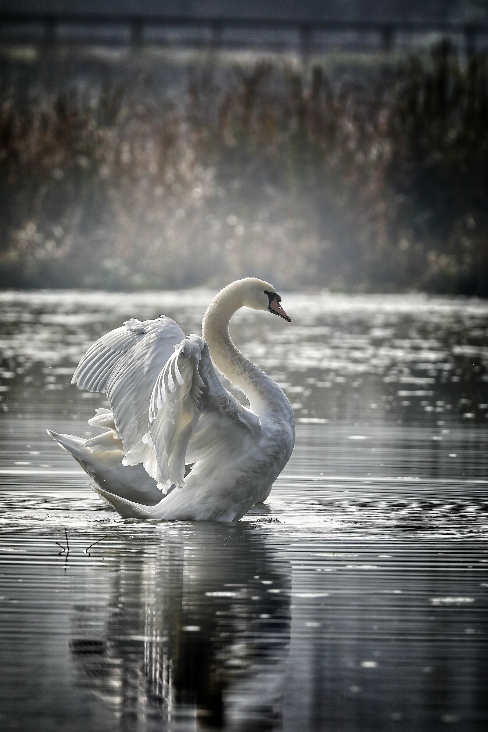 L'eleganza del cigno