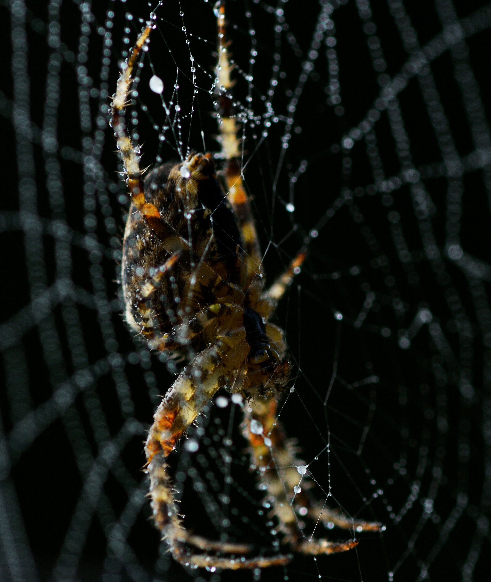 la tela del ragno...