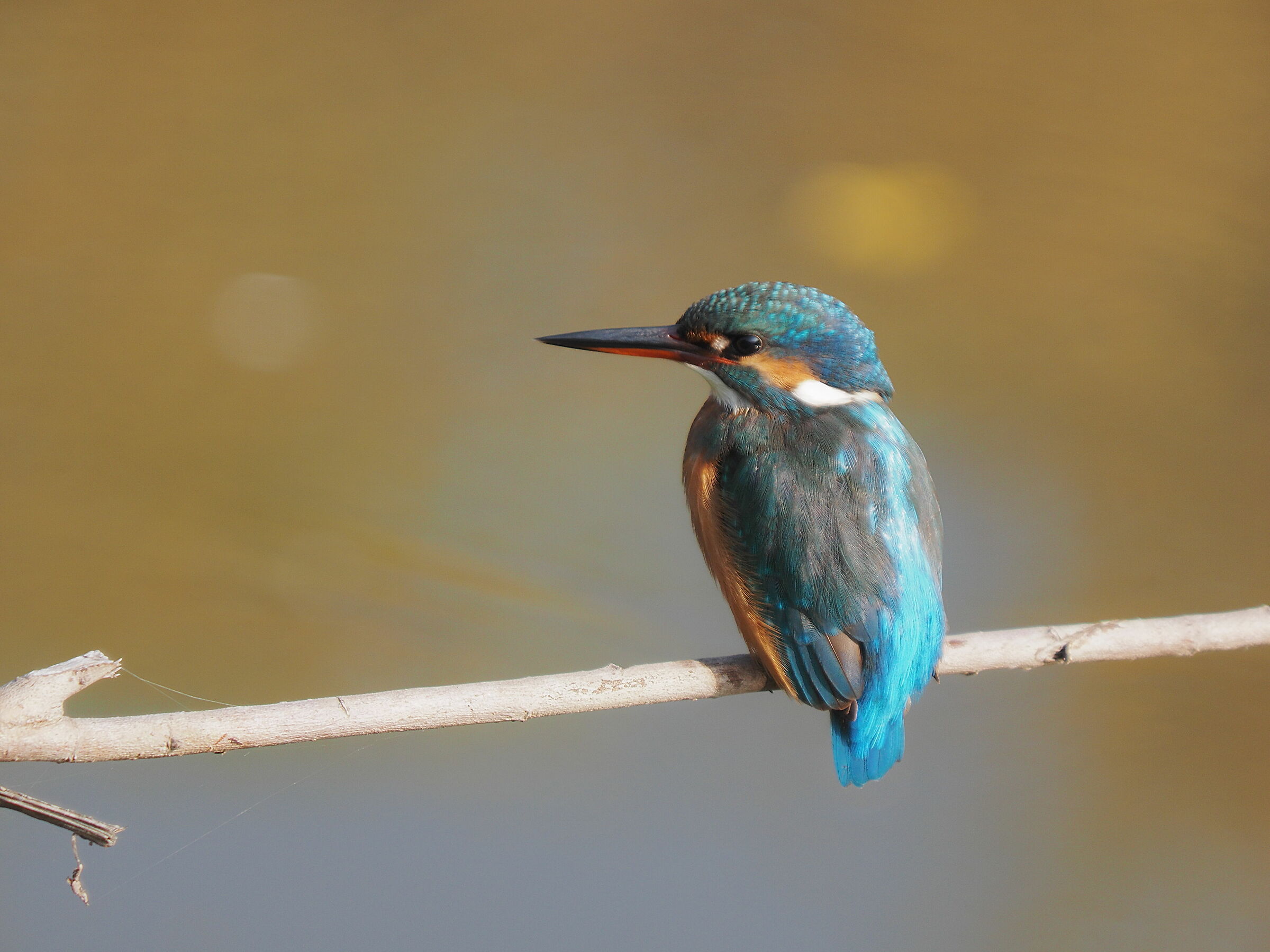 Un bel mattin il martin...