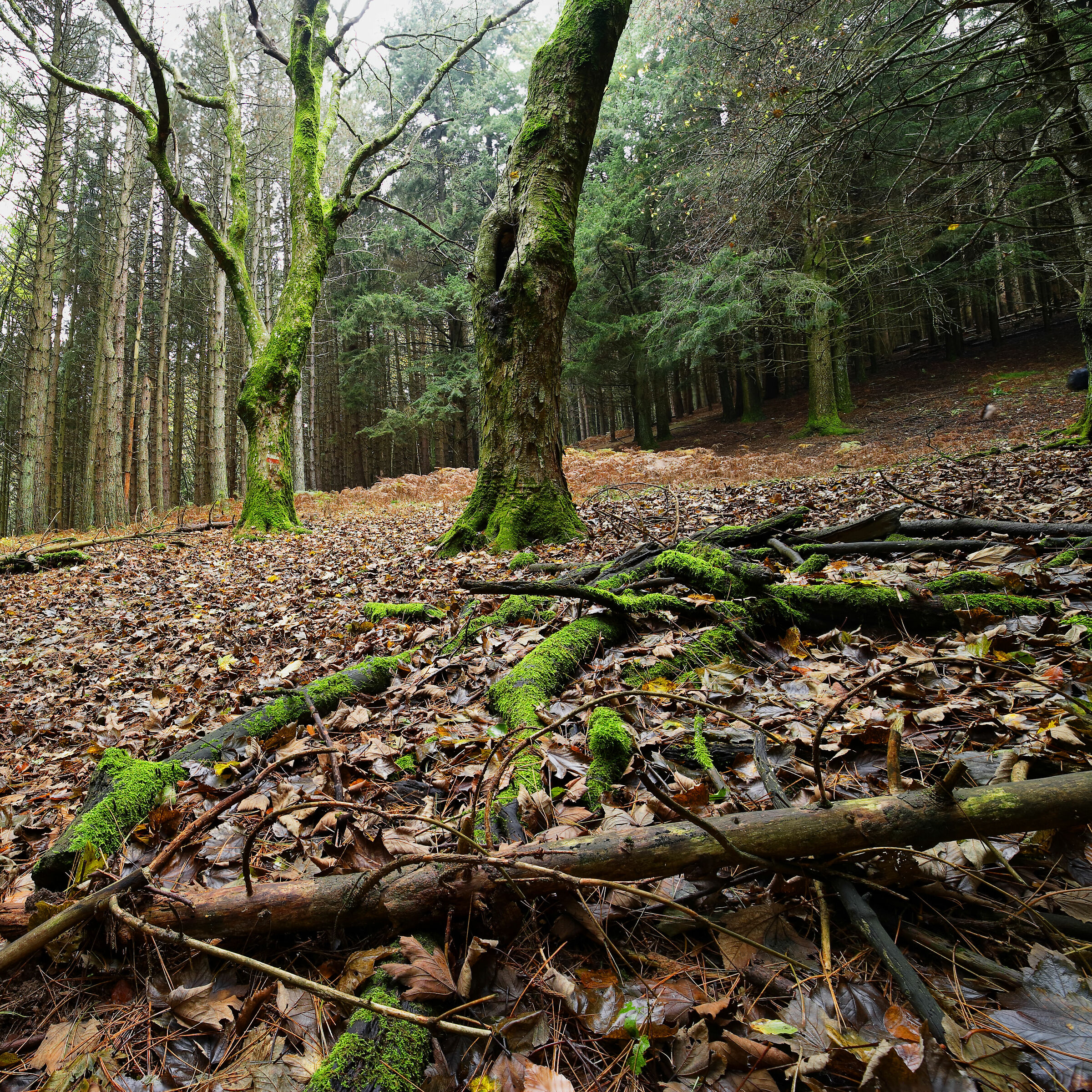 Camminata all'Acquerino