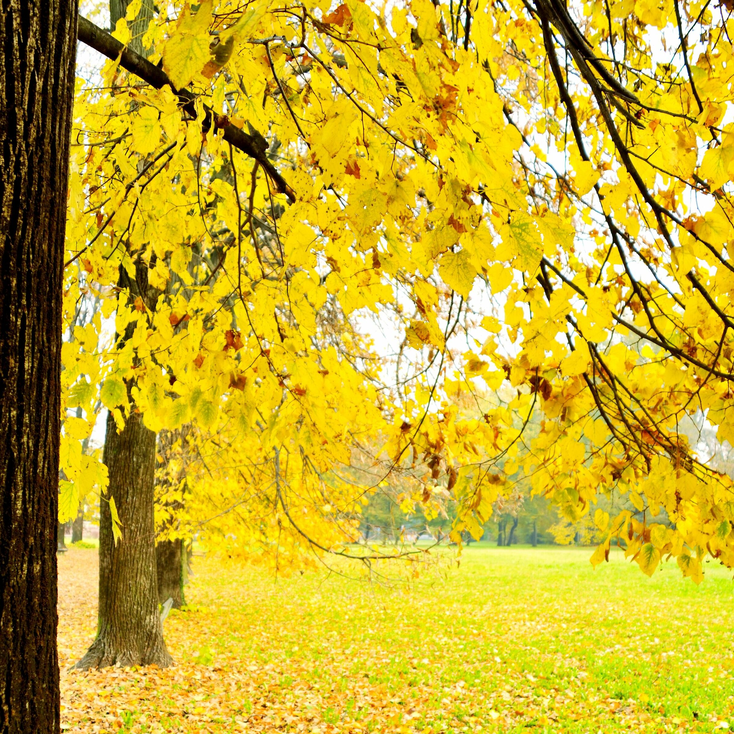 Autumn Yellow