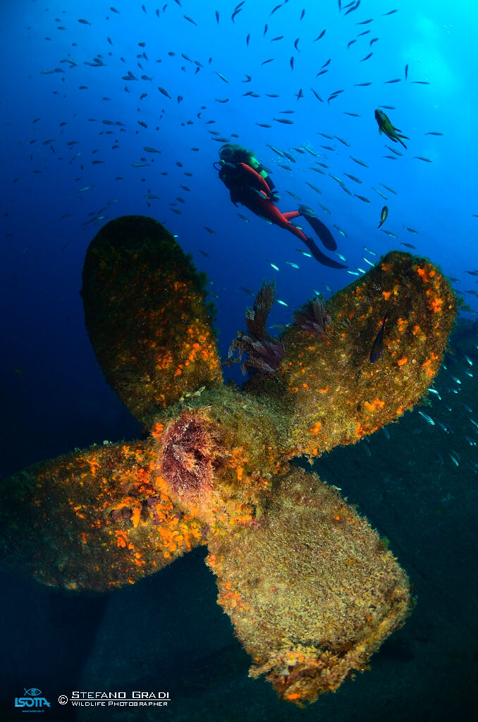 Tercerence wreck