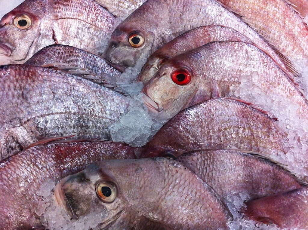 Fresh Fish in the Market