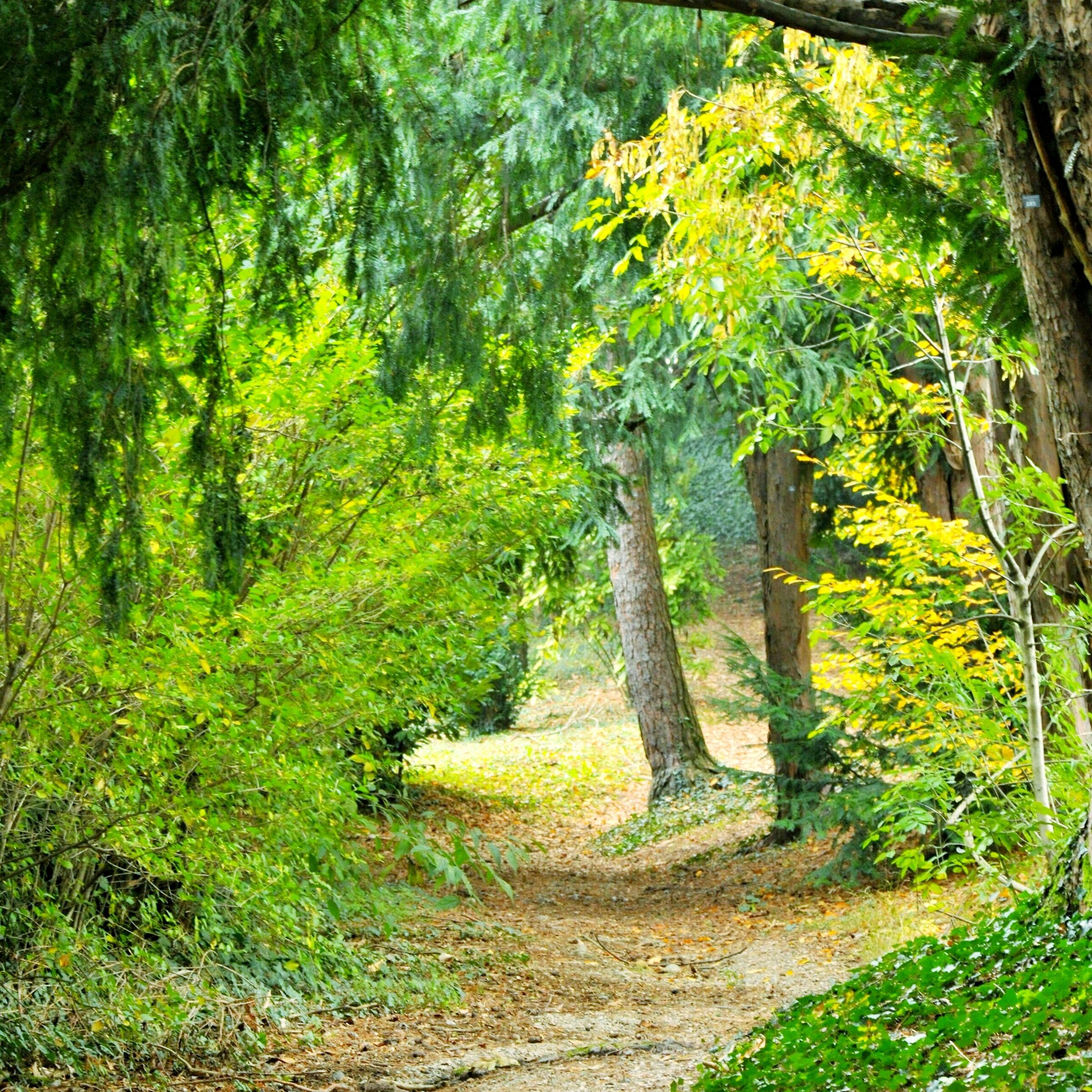 Adventure in the Woods