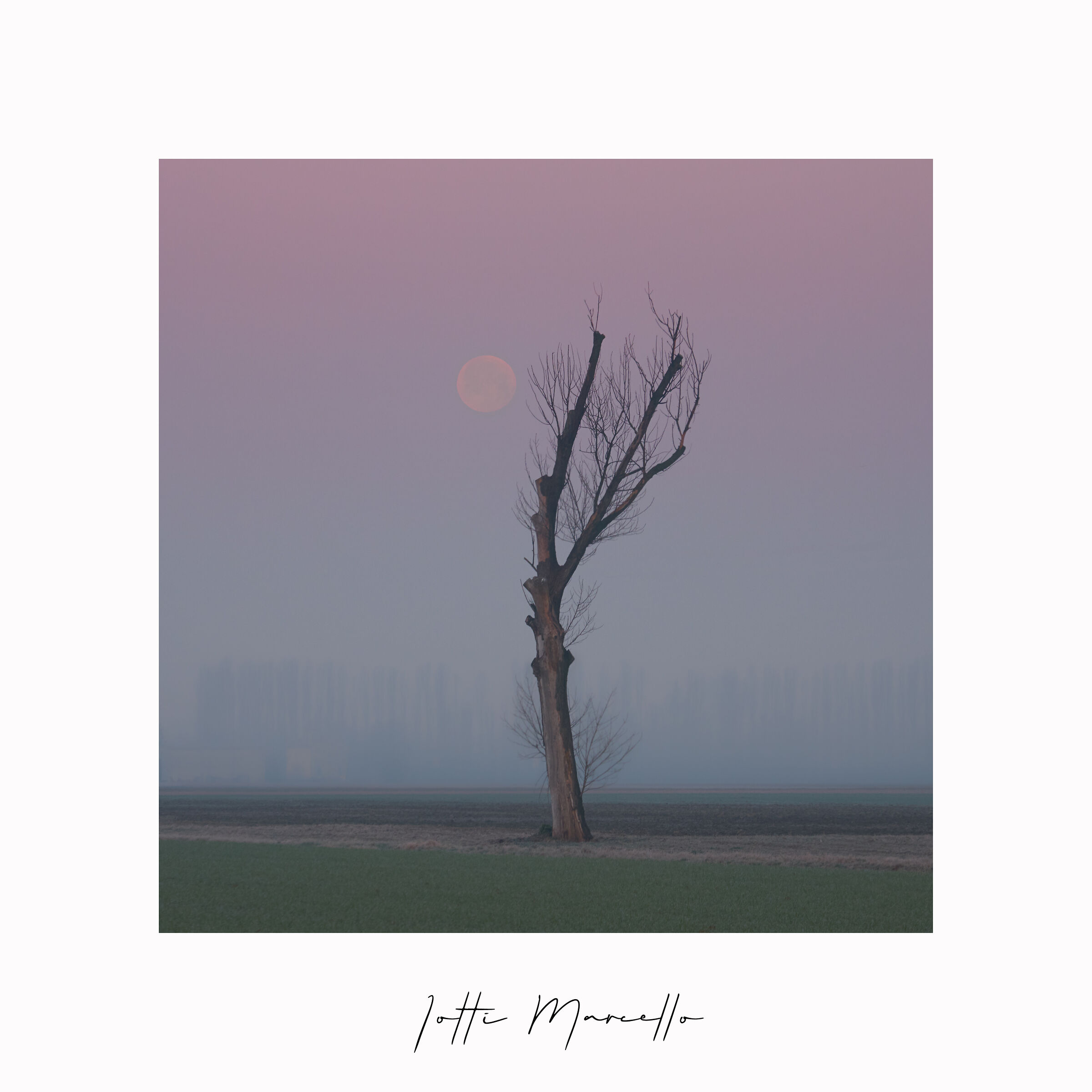 The Tree and the Moon