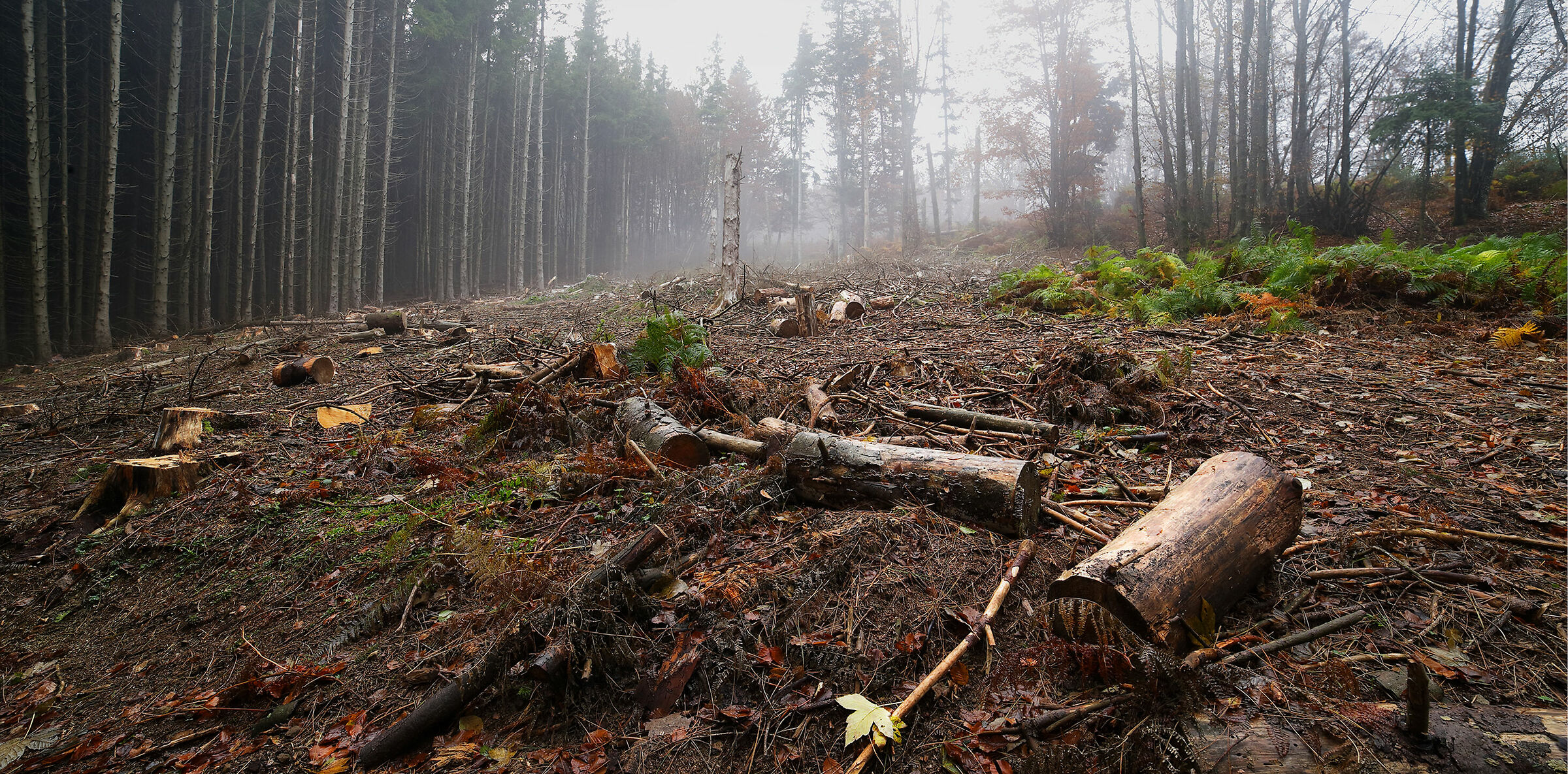 Passeggiata all'Acquerino