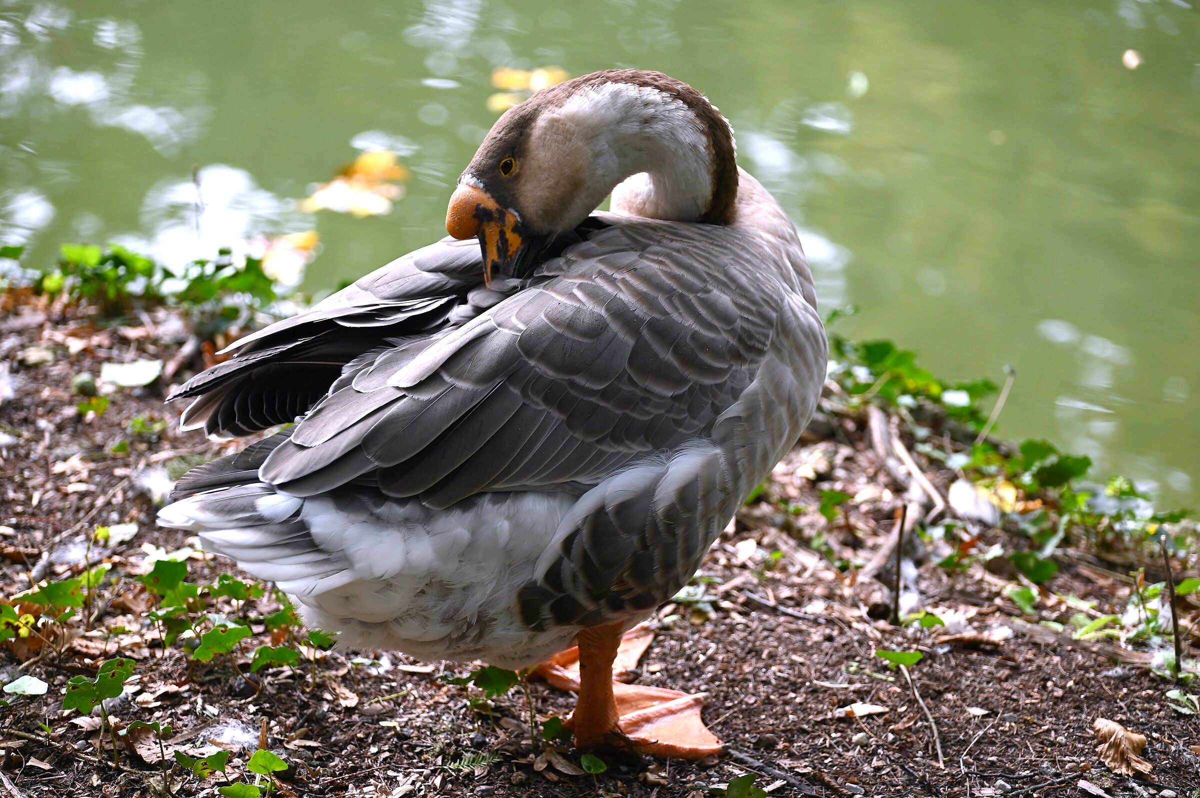 It itches right there ...