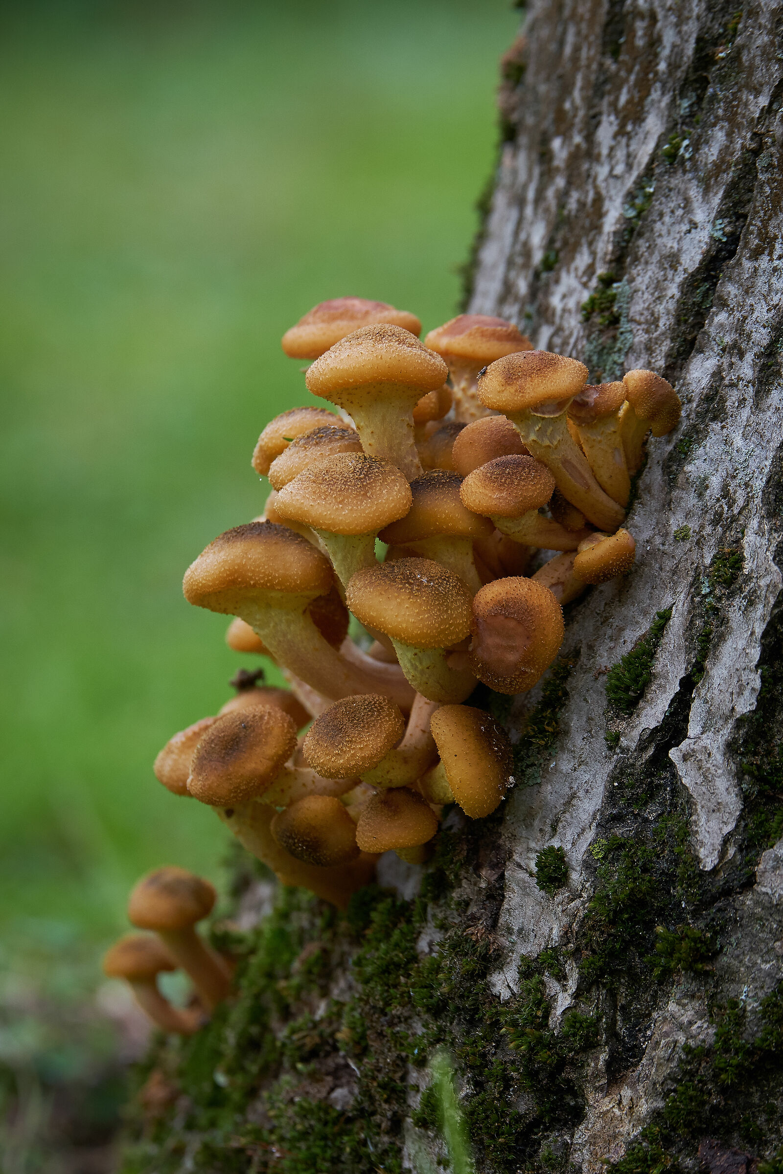 Armillaria Mellea
