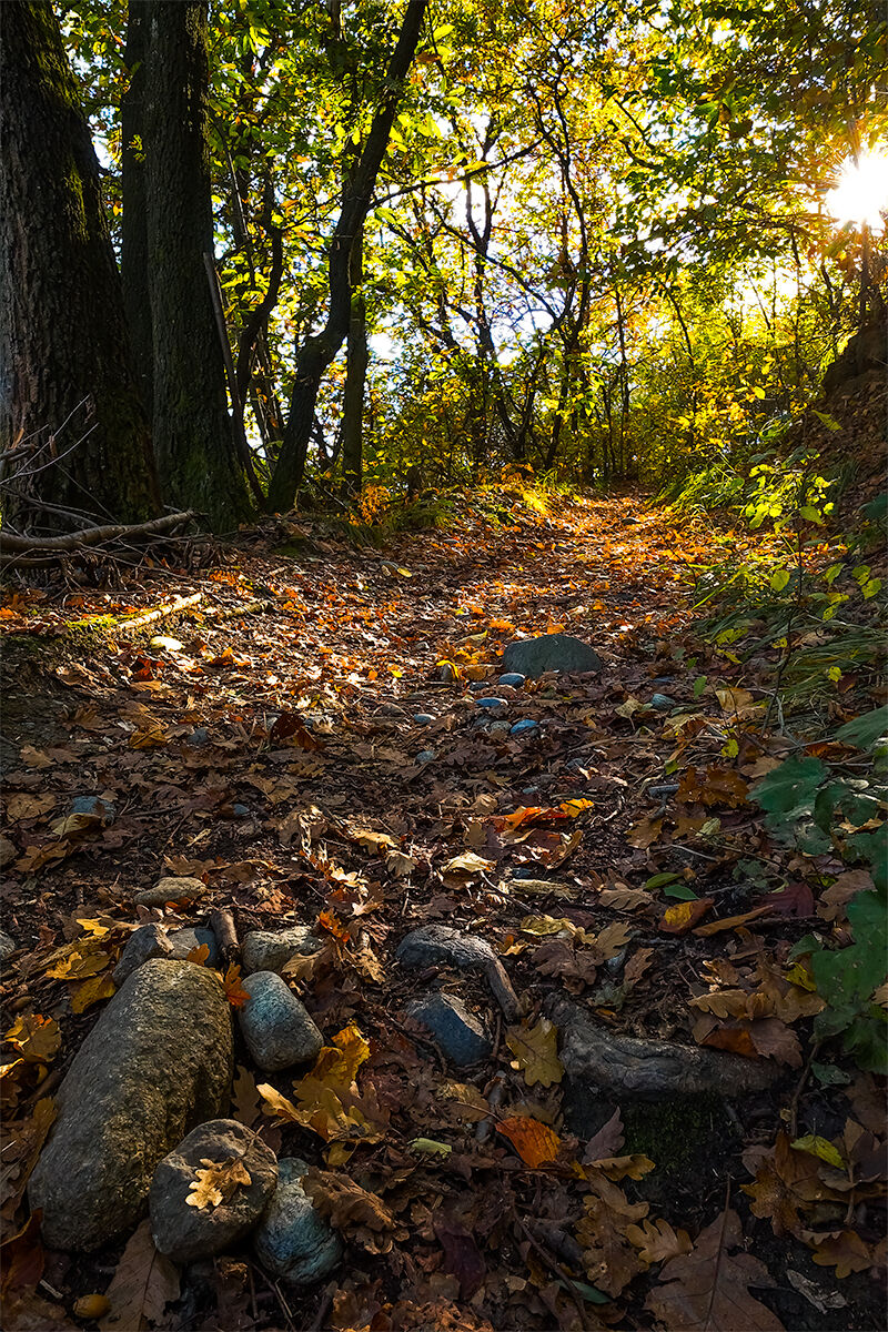 Luci e ombre nel silenzio del bosco