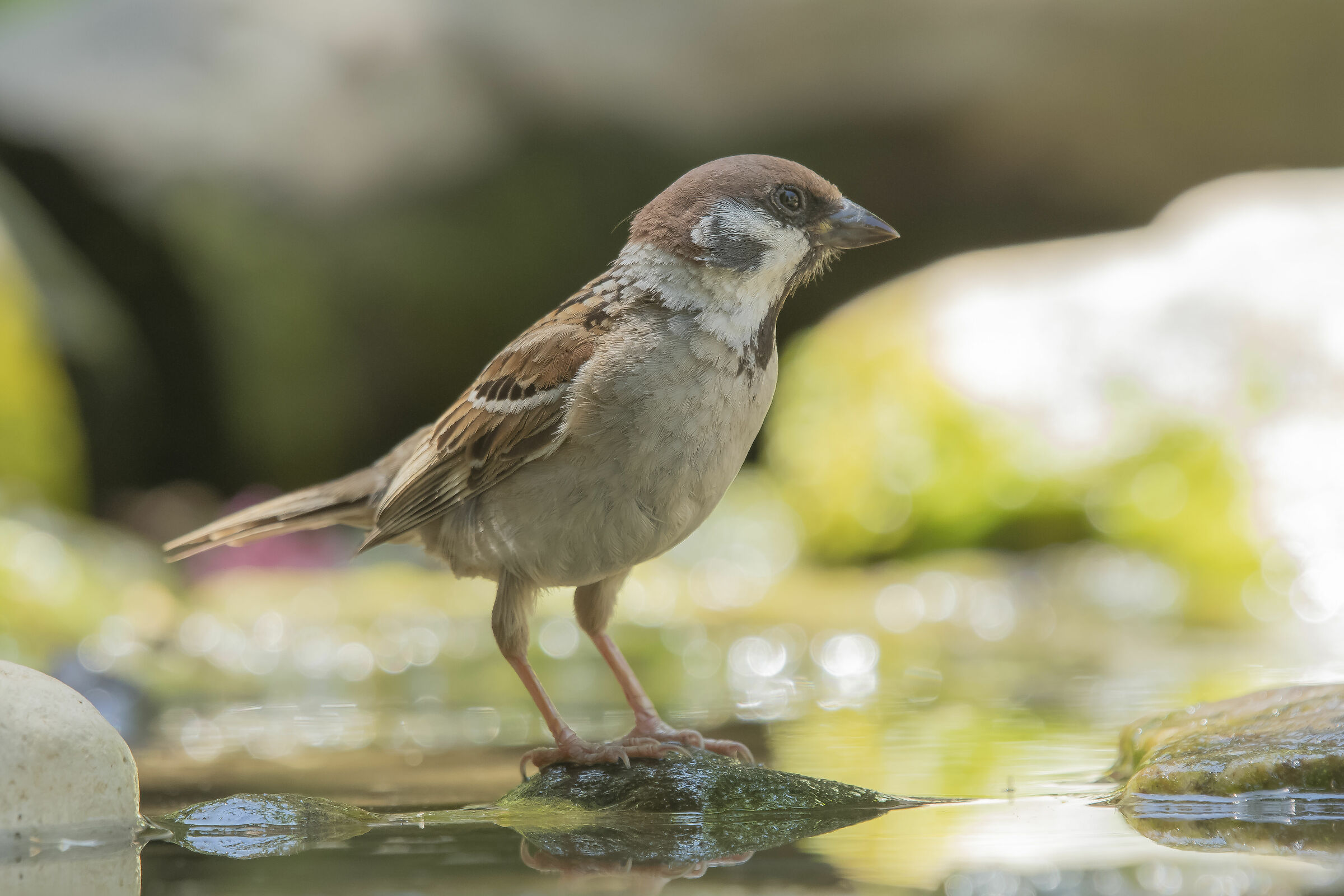 The Mattugio Sparrow