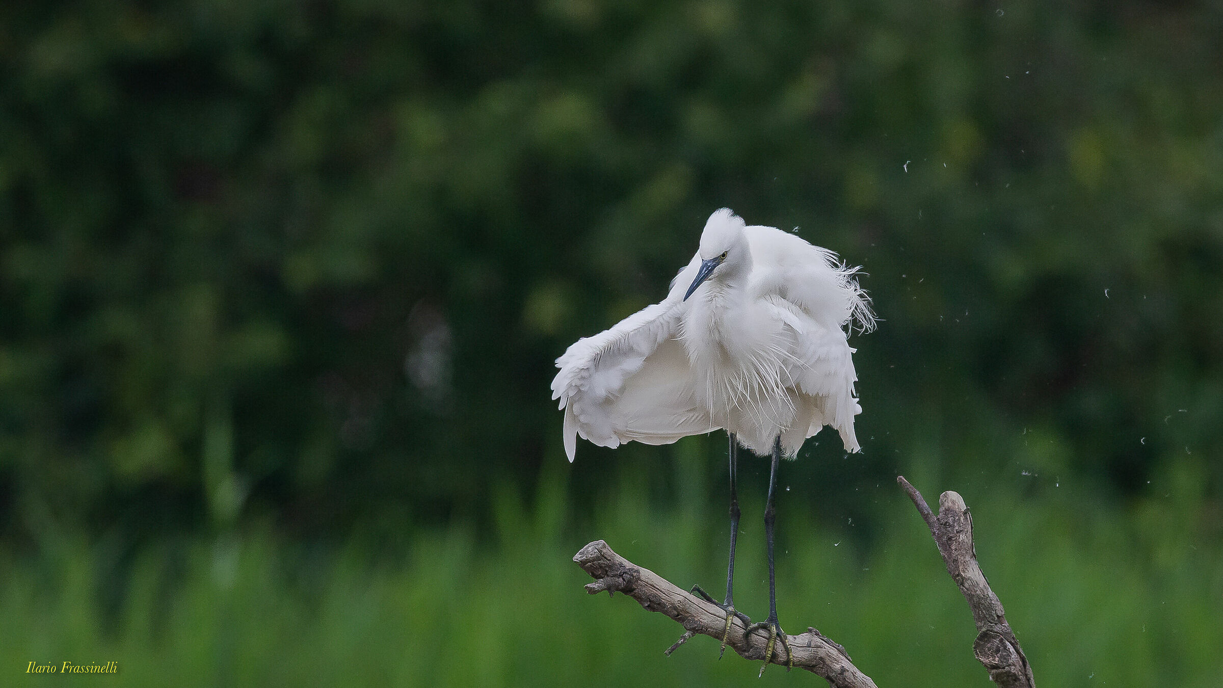 The gazette is peacocked