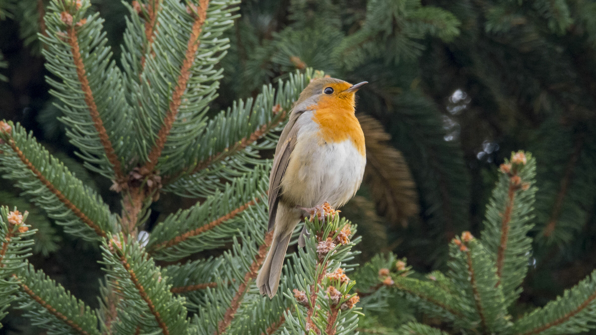 the first arrival in the garden
