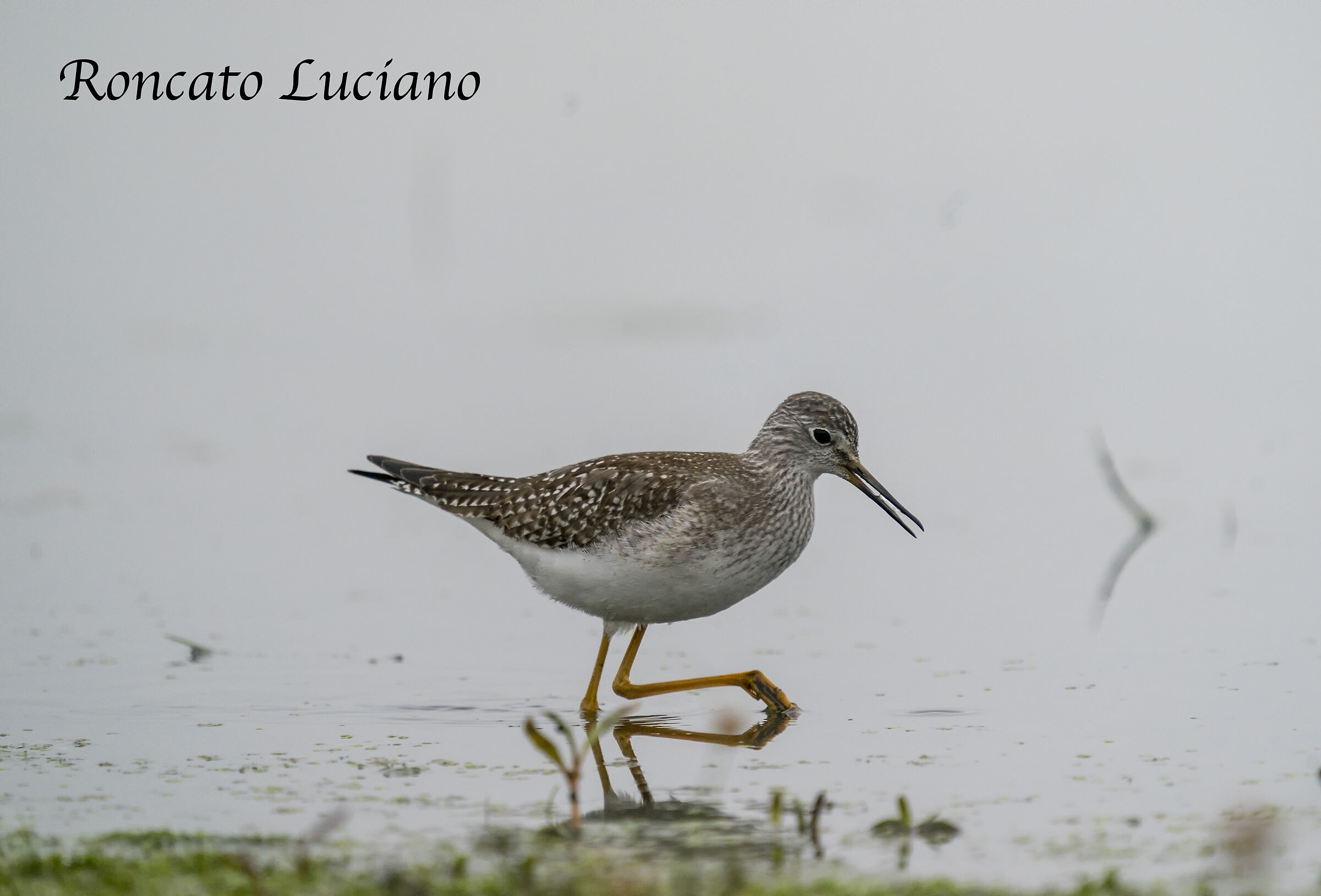 totano moro - Wikipedia