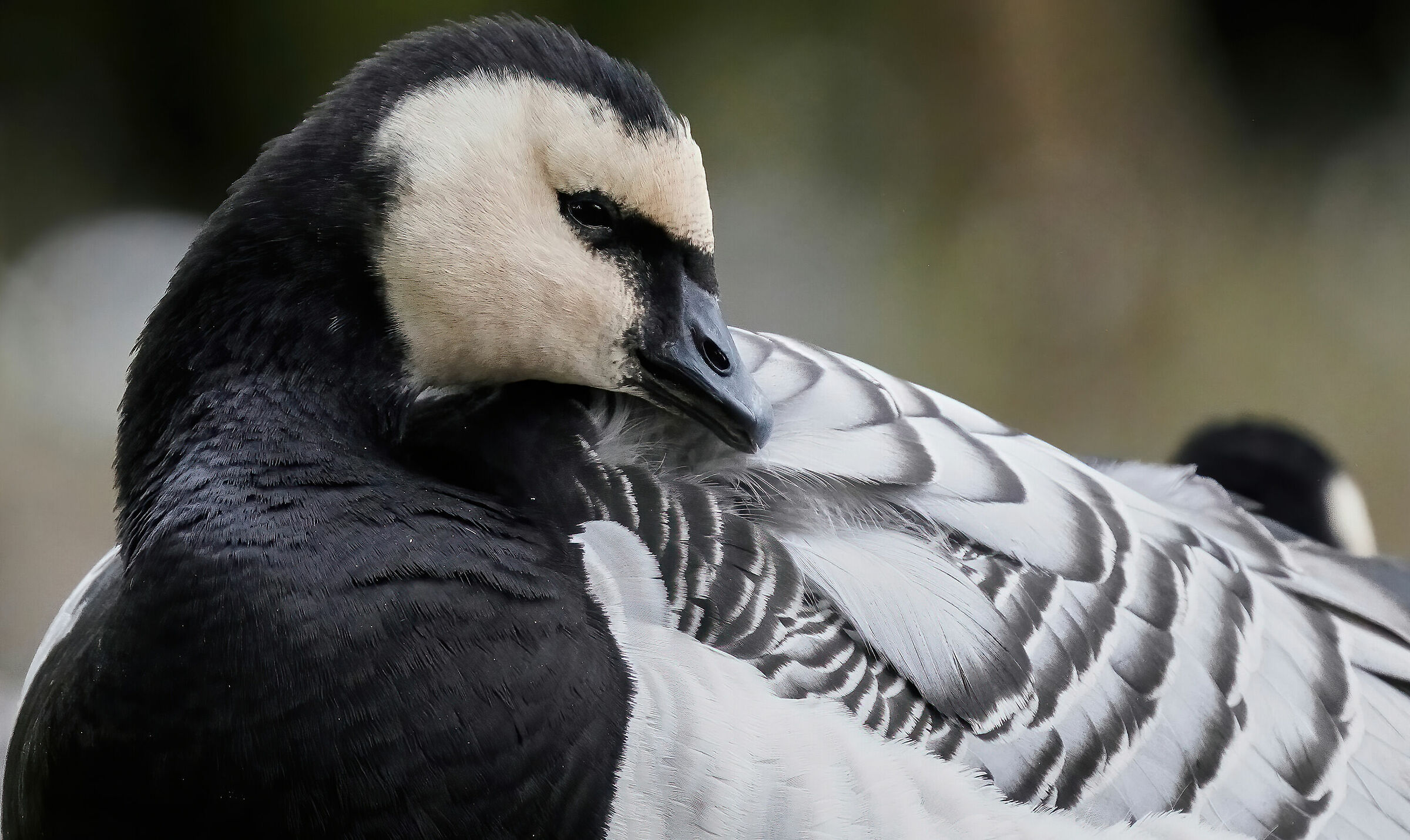 White-faced Goose (Bratnta leucopsis)