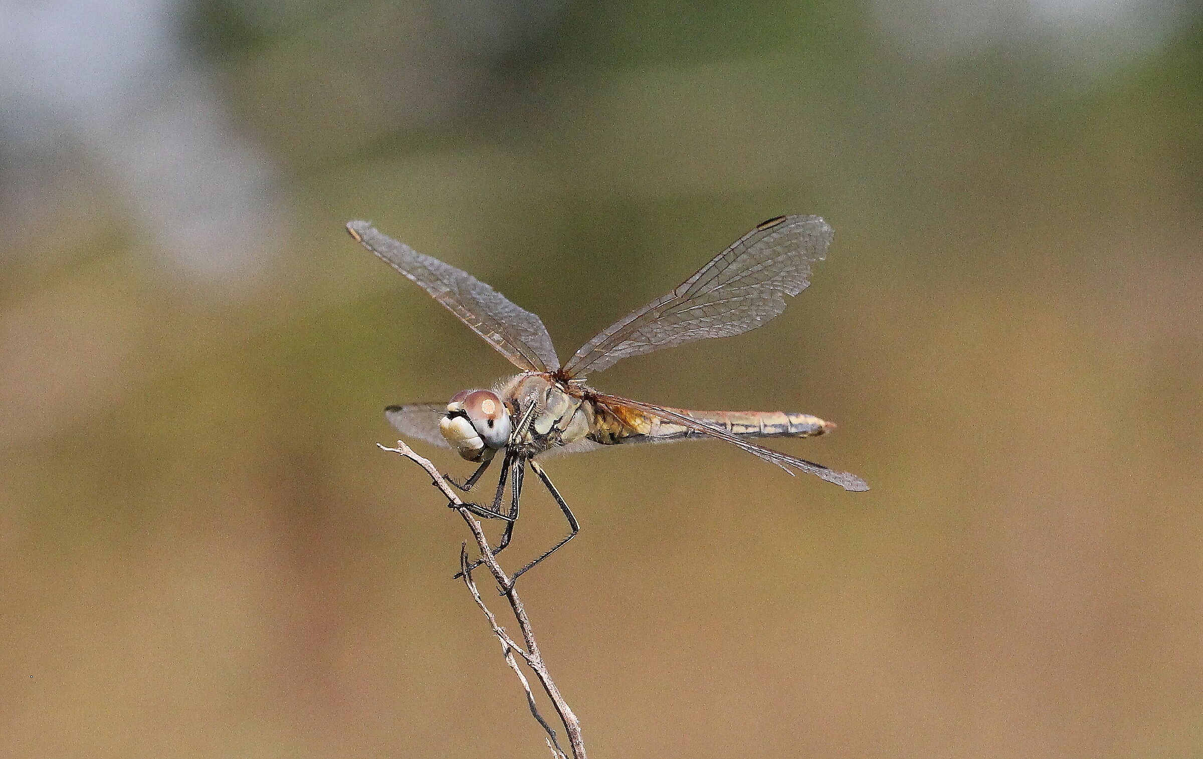 Libellula (Sympetrum fonscolombii)