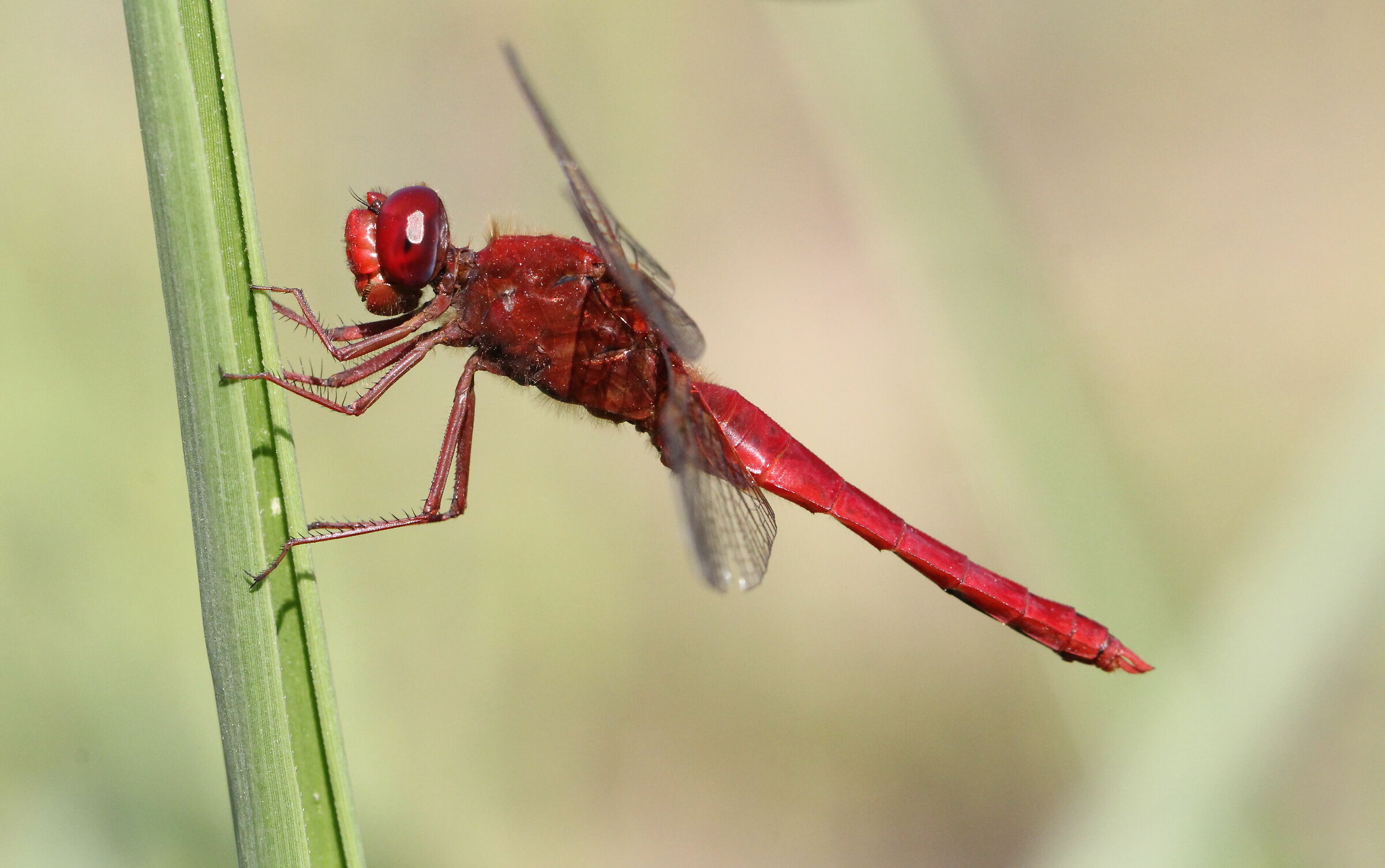 Libellula Crocothemis erythraea M