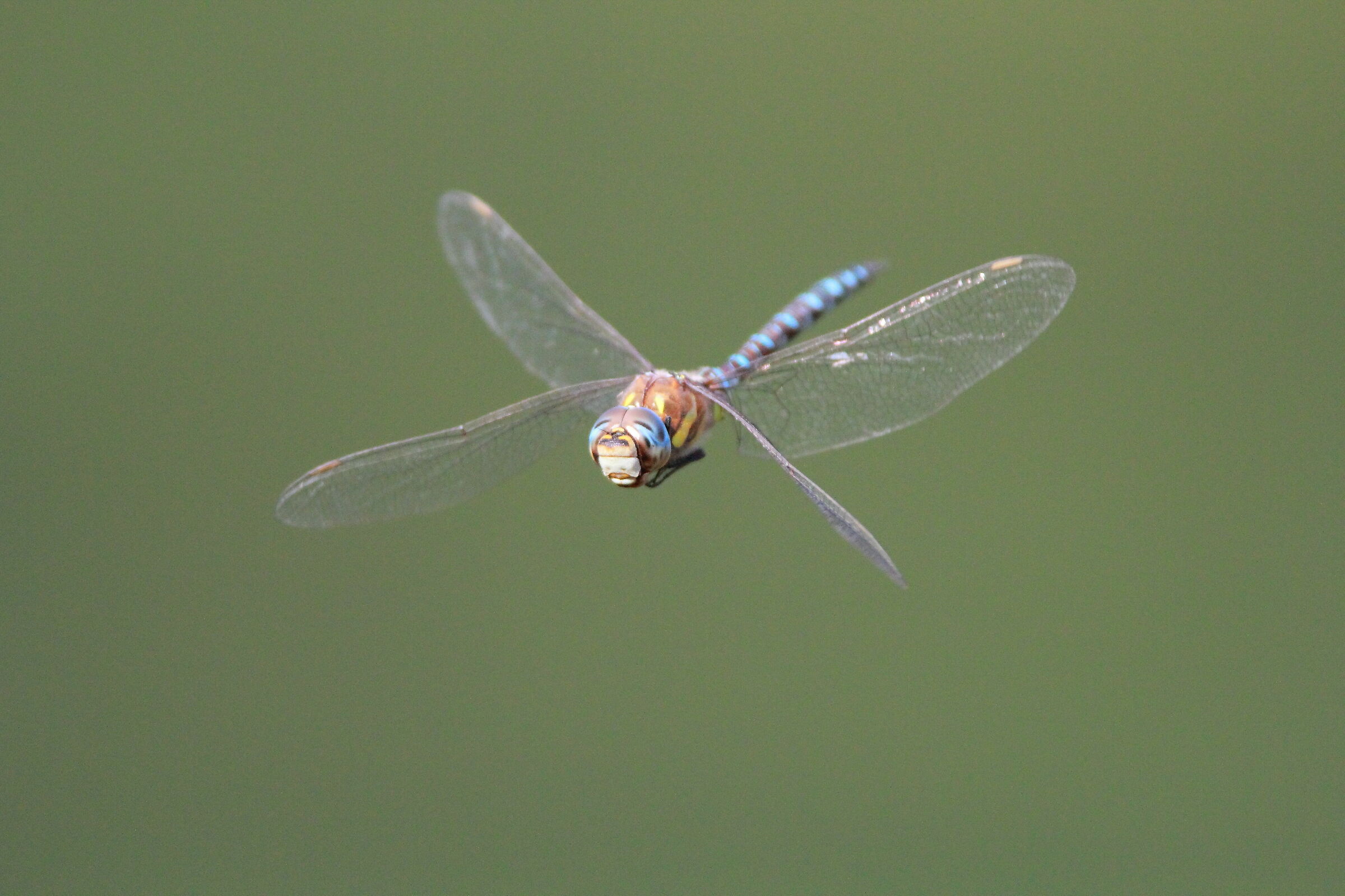Libellula (Sympetrum fonscolombii)