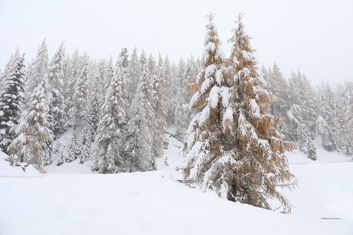 Stagioni sovrapposte