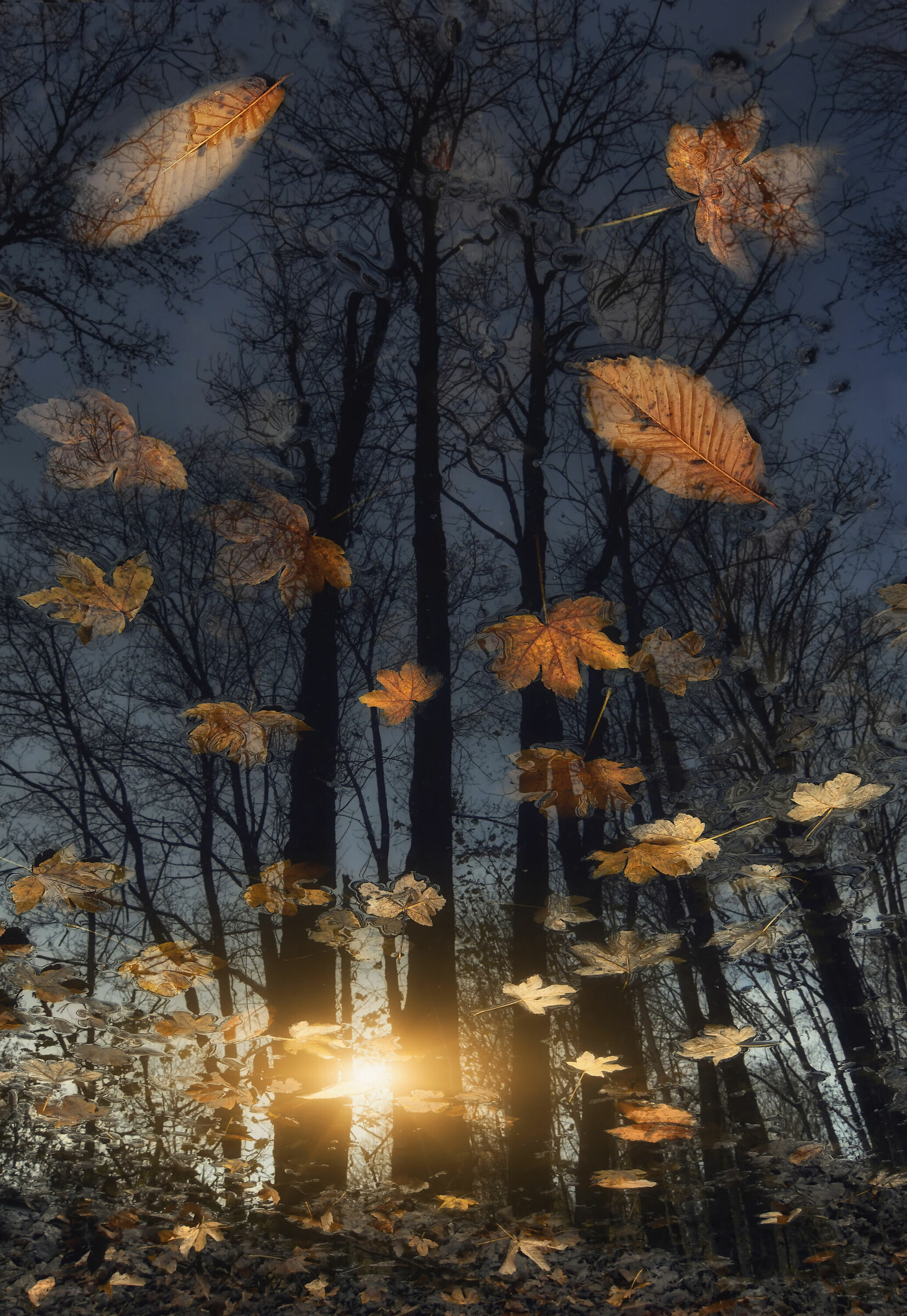 Sunrise in the Puddle