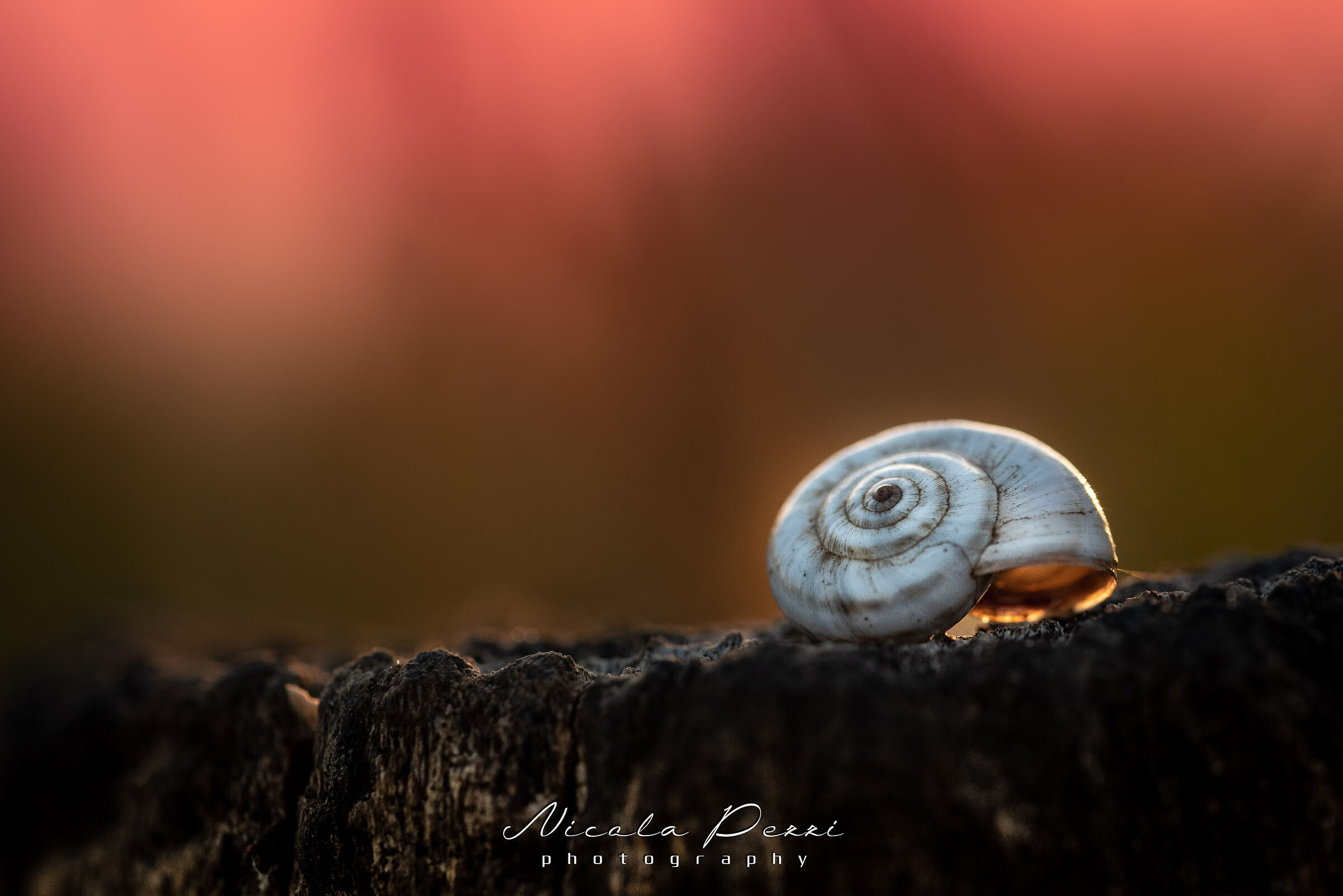 Macro Snail