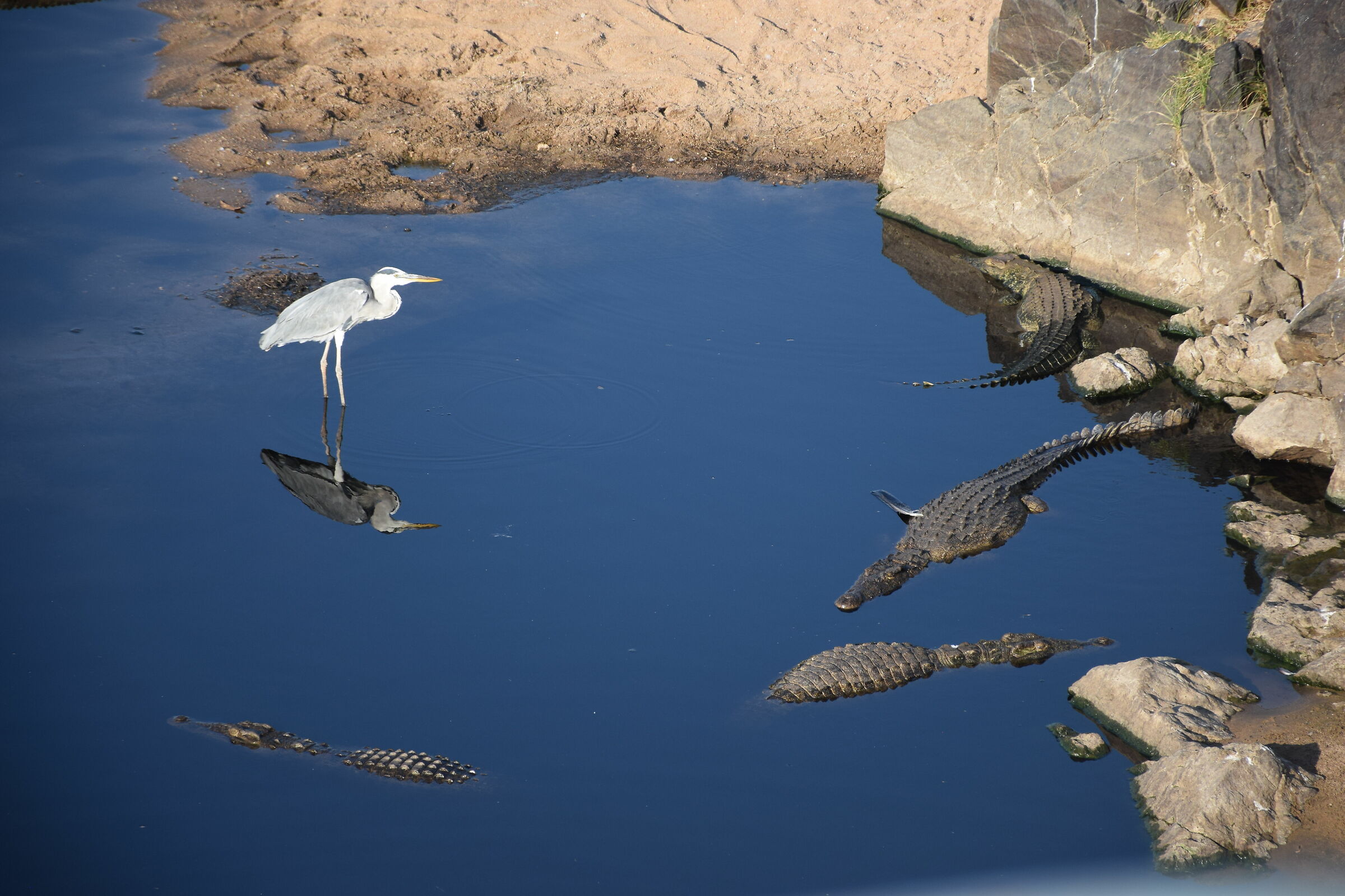 Tutti insieme appassionatamente