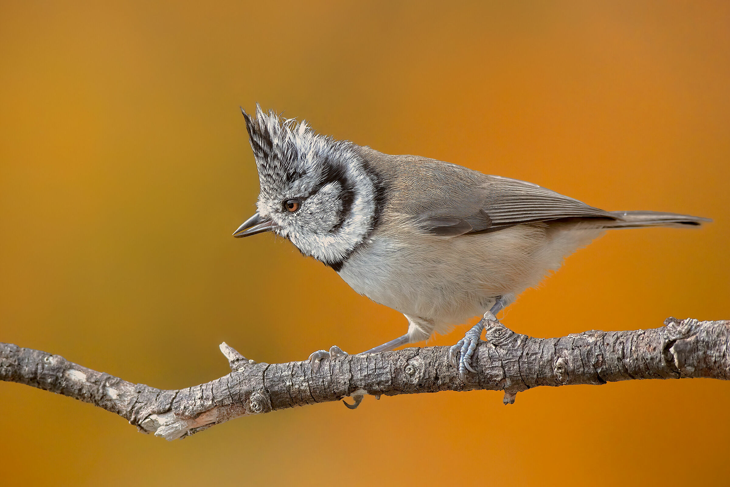 Cincia dal ciuffo su sfondo di betulle