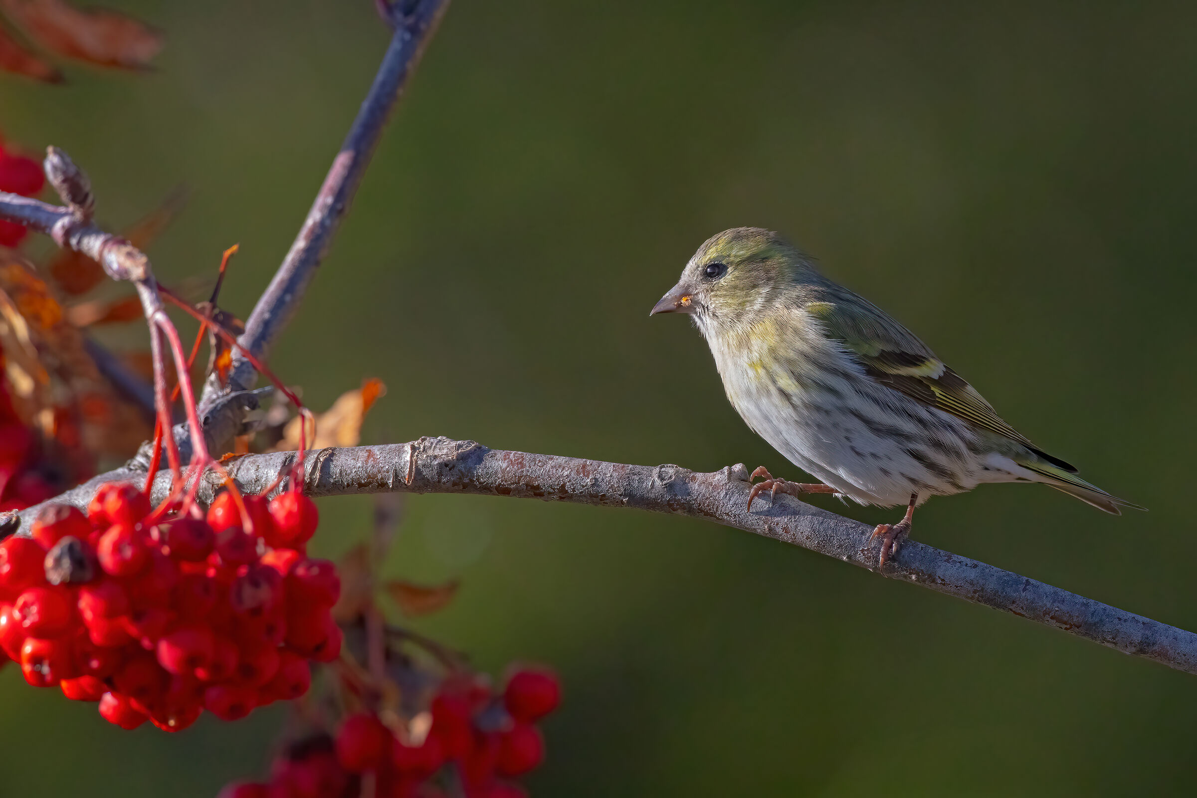 Lucherino (f) ambientato