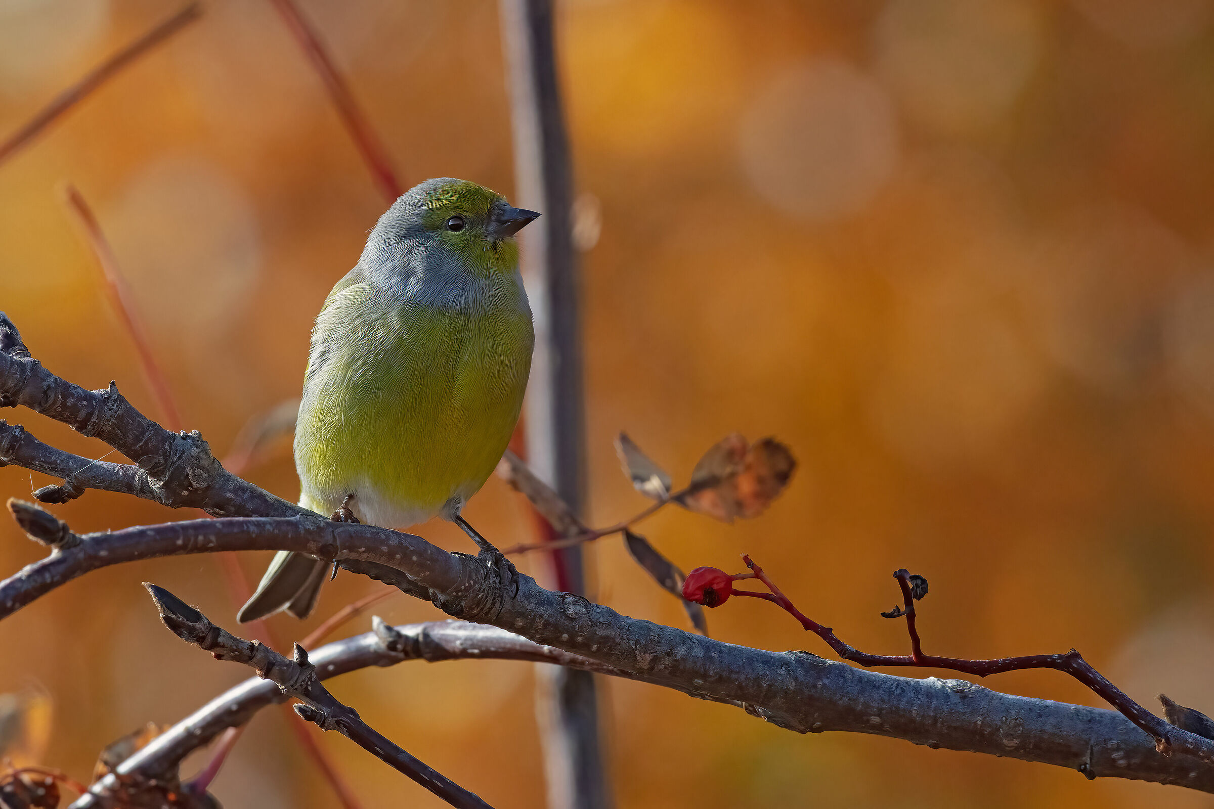 Venturone ambientato