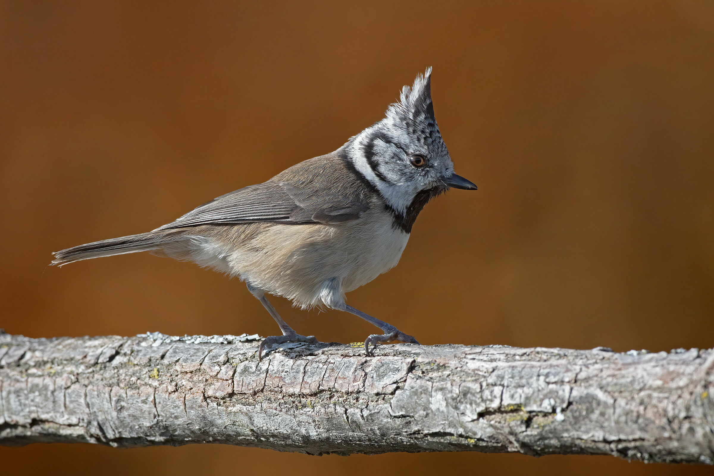 Cincia dal ciuffo su sfondo di betulle