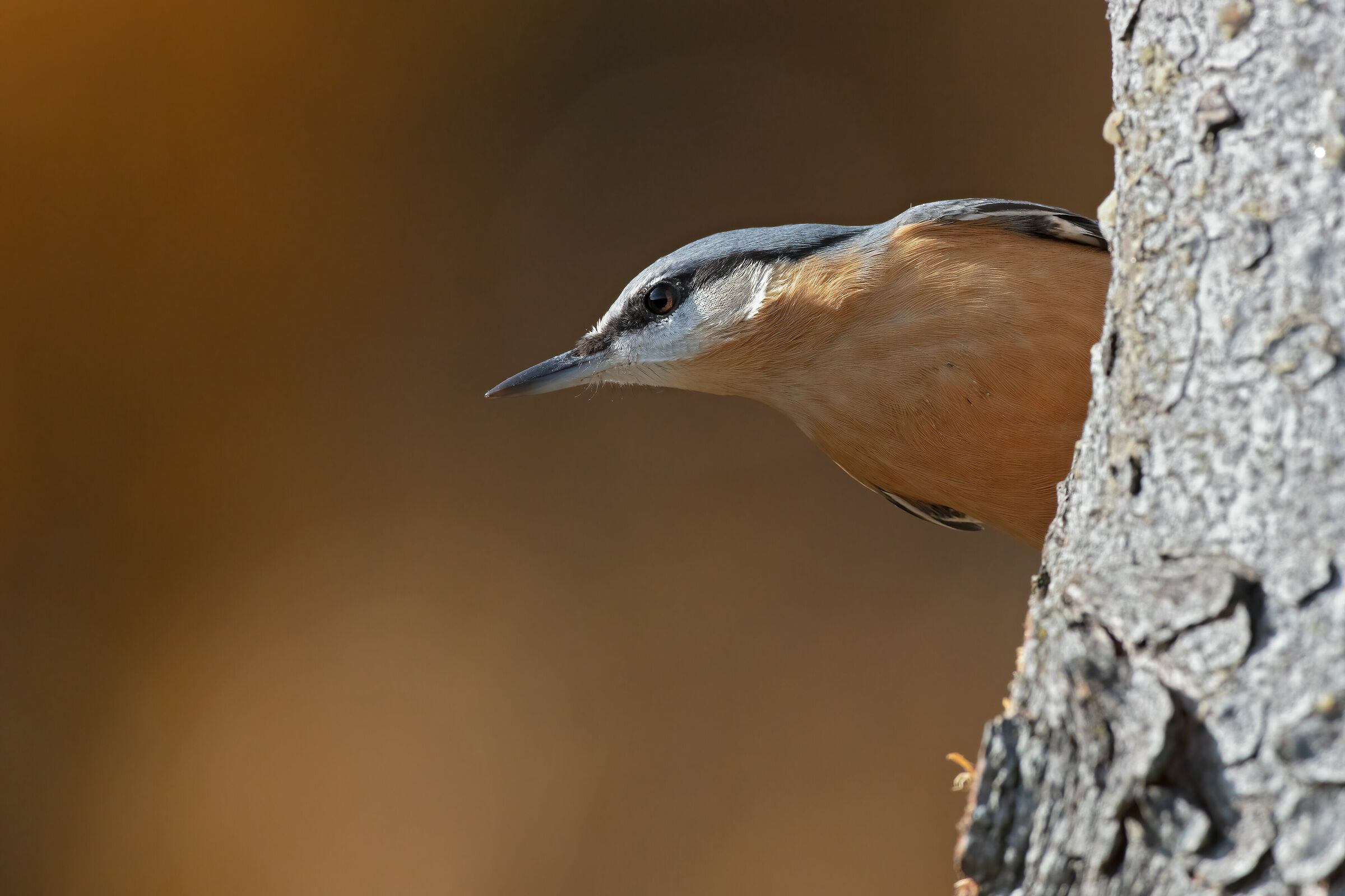 Ritratto di Picchio muratore