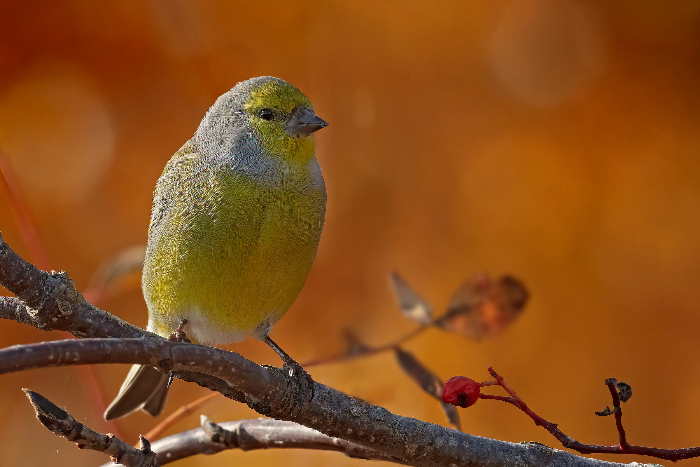 Venturone su sfondo di betulle autunnali