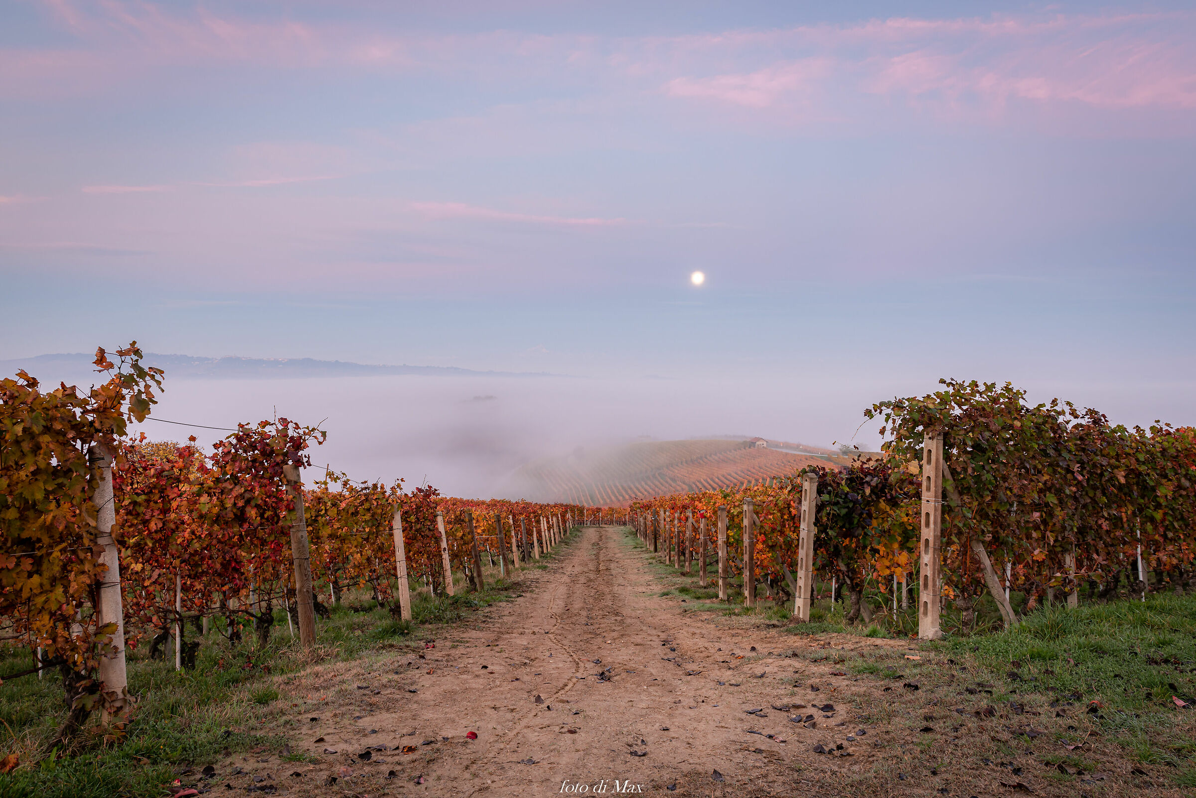 vigneti nella nebbia