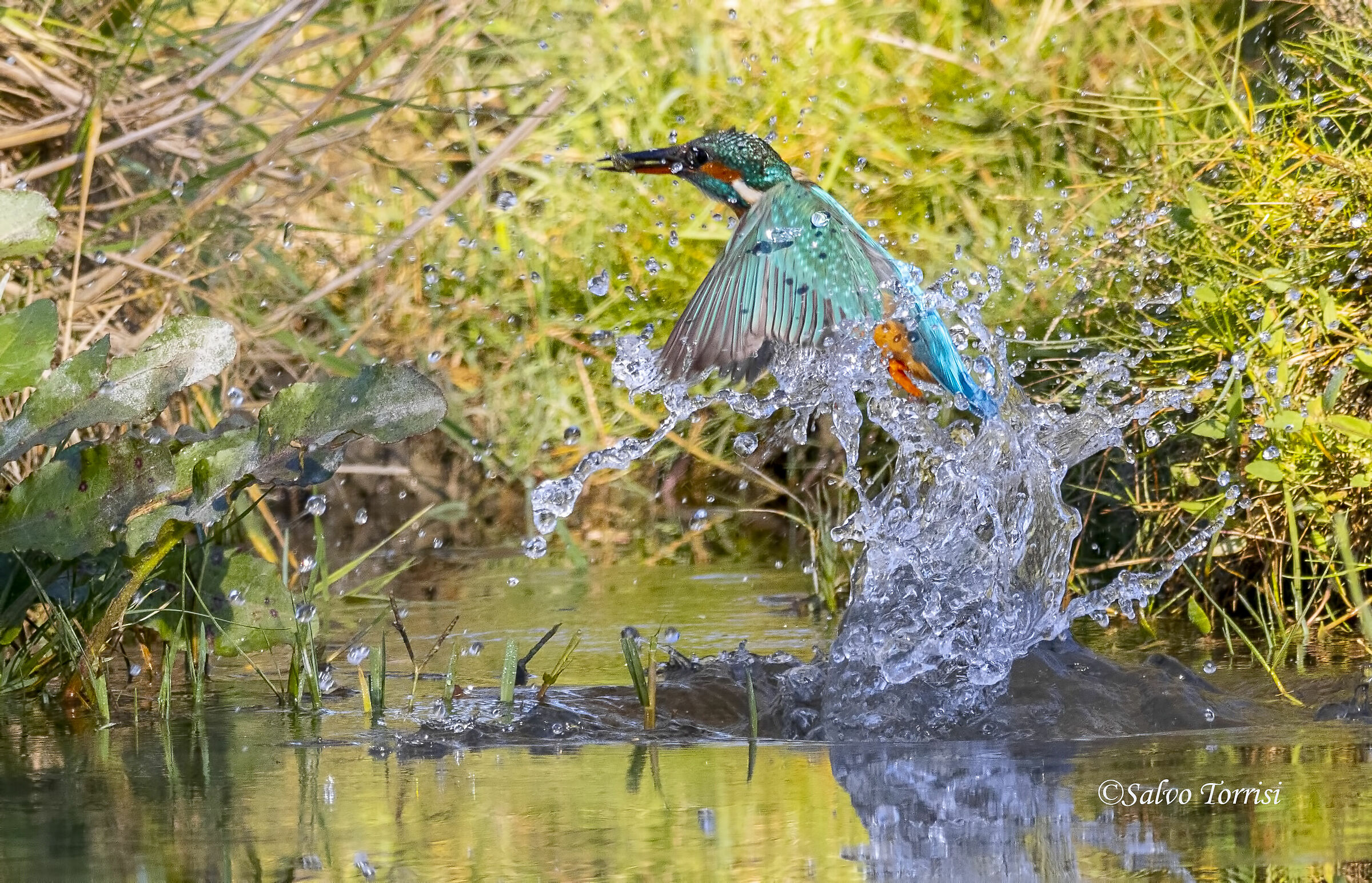Kingfisher with prey