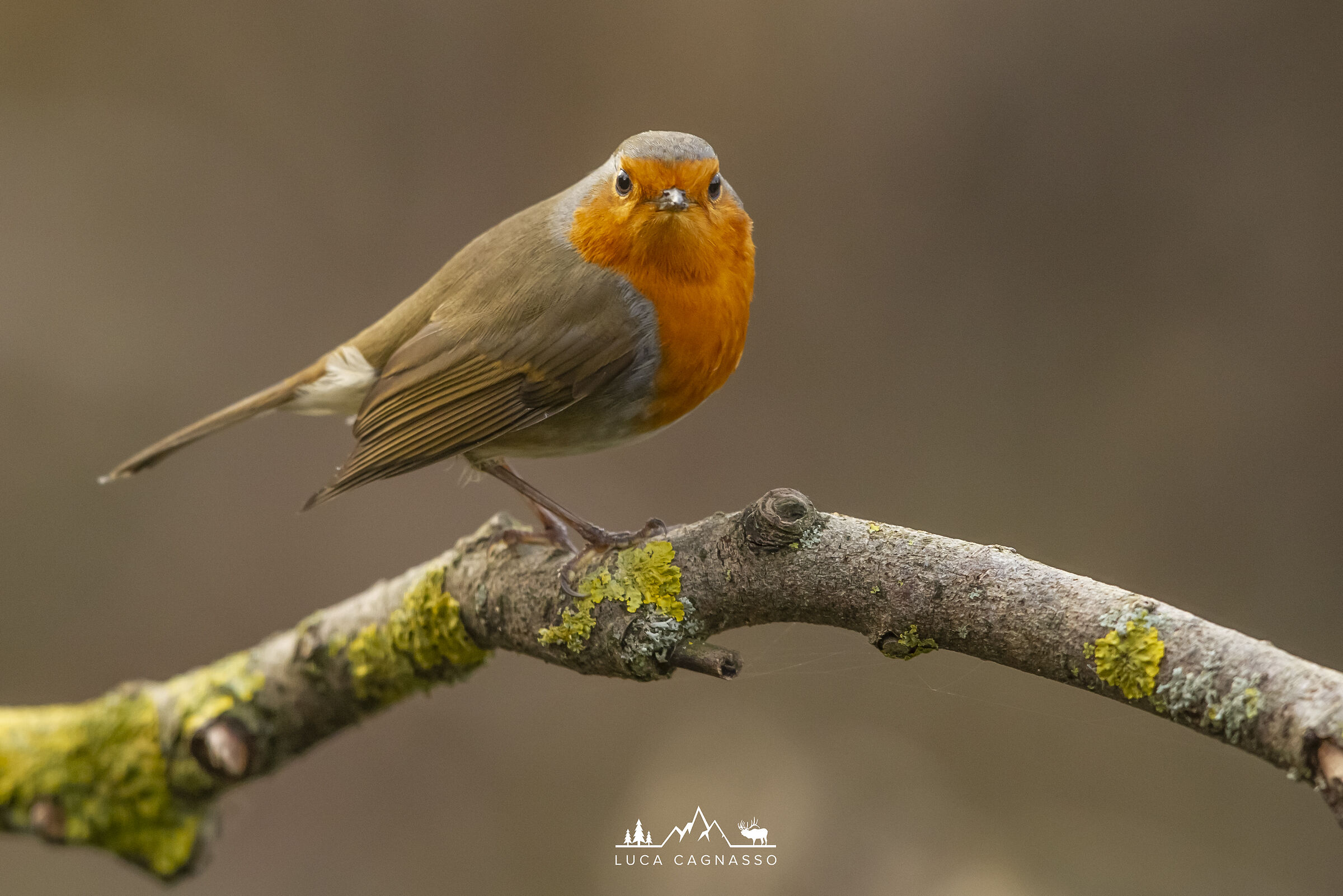 Robin
