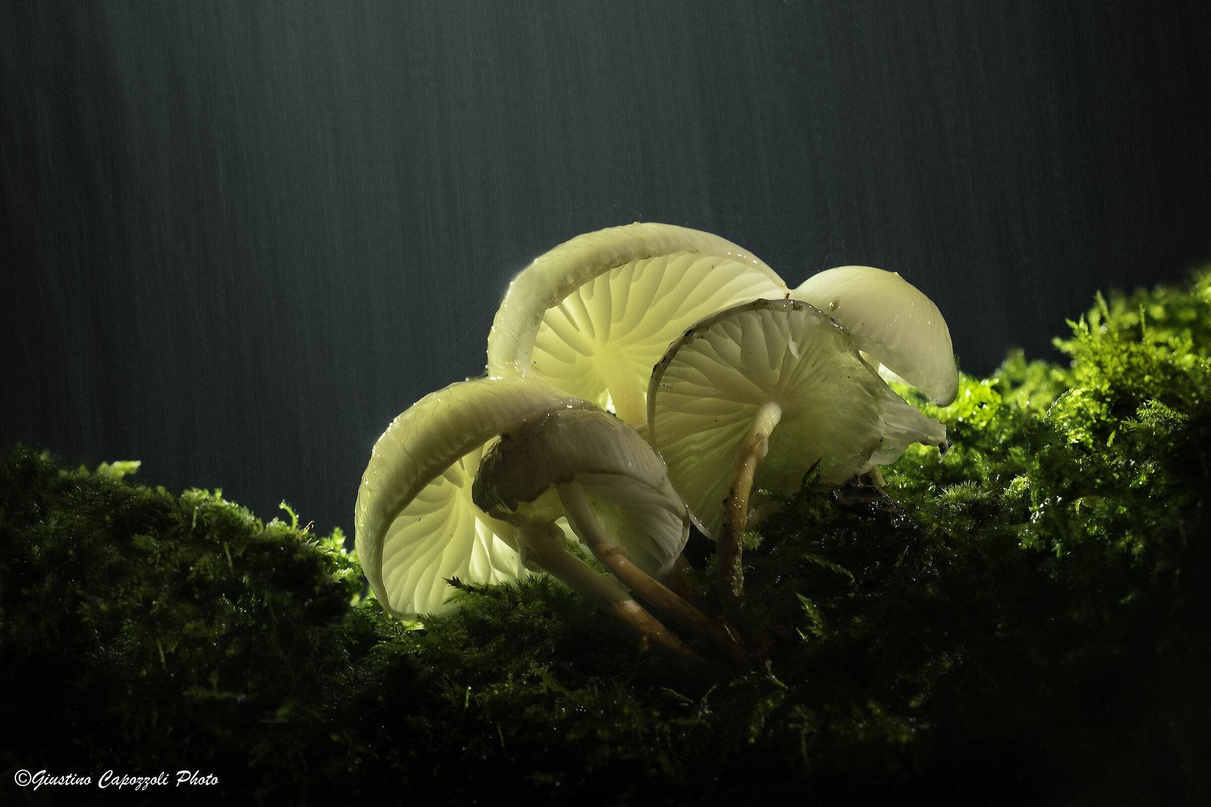 Luci nel  bosco sotto la pioggia