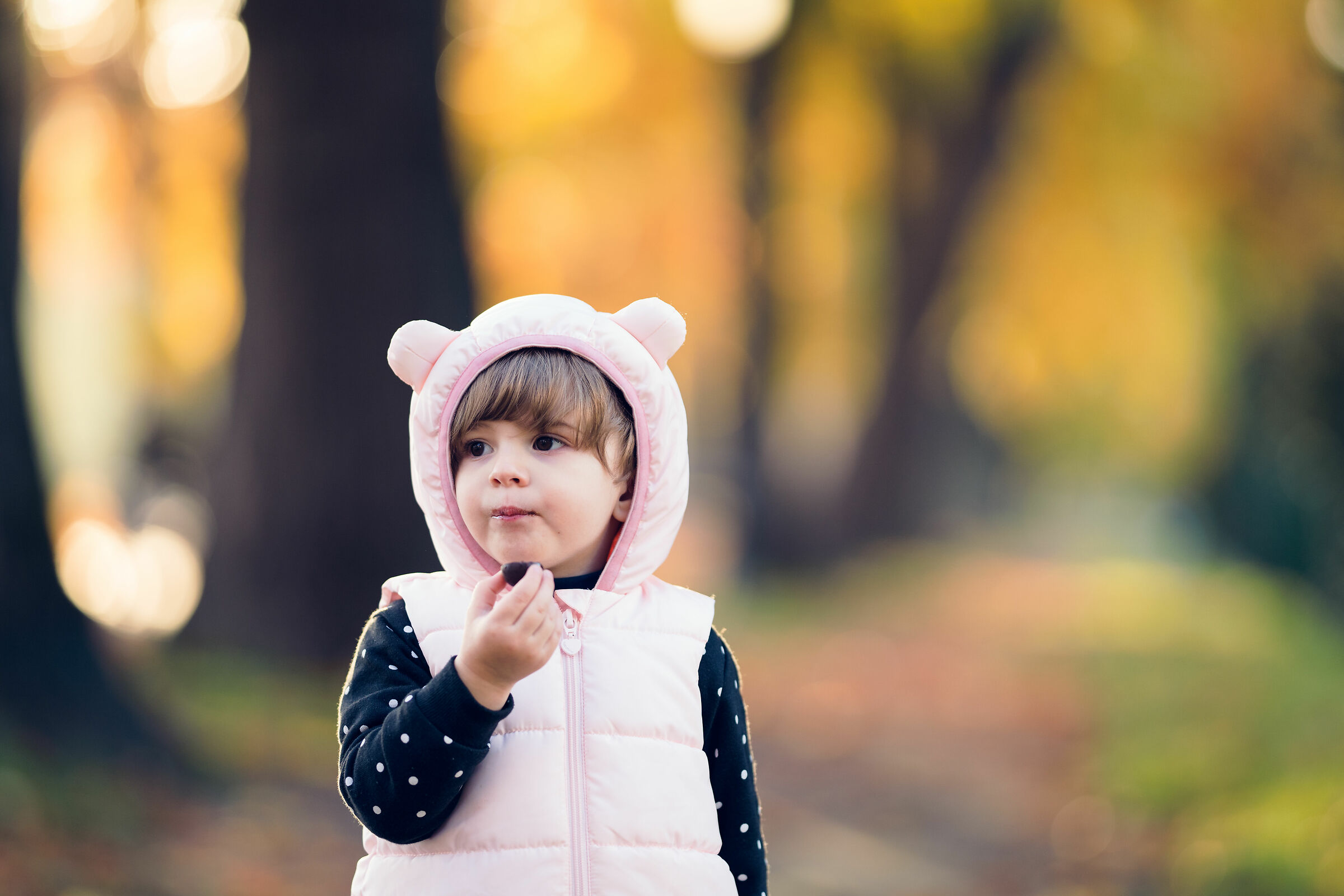 The bear, the chocolate and the autumn