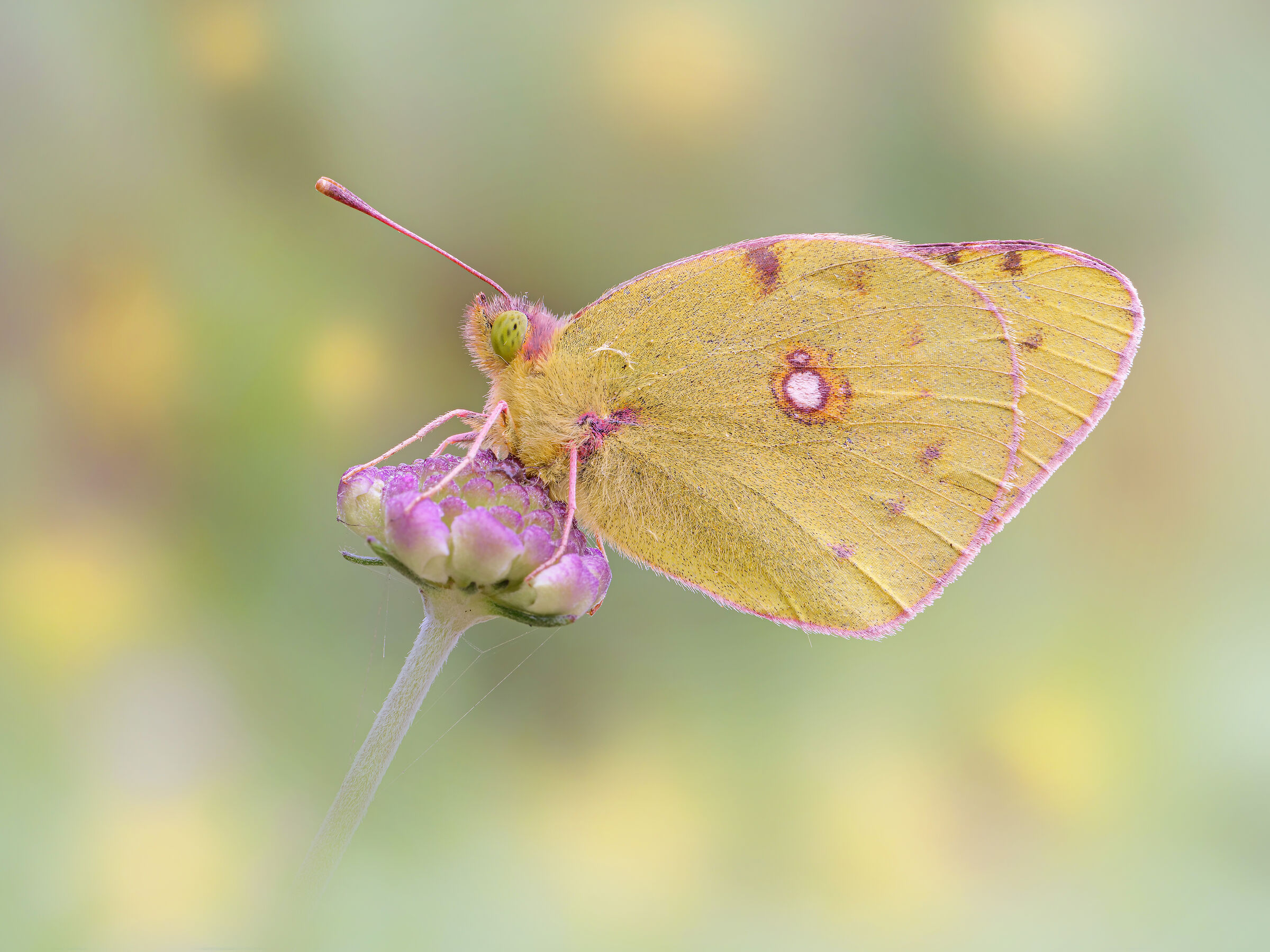 Colias crocea (Geoffroy, 1785)