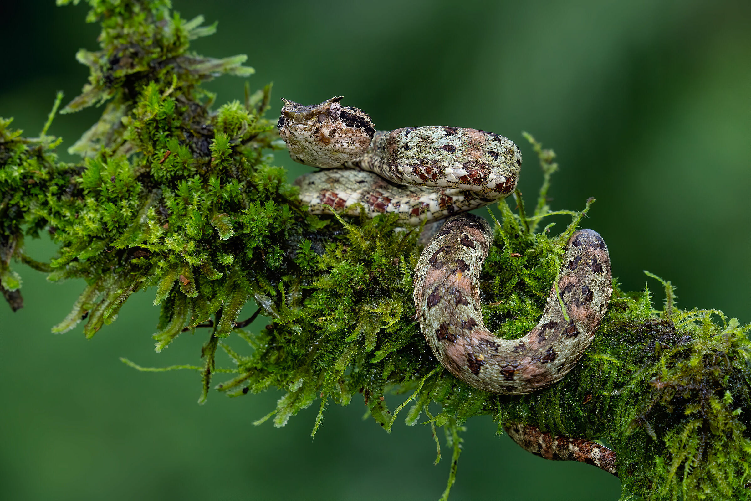 Bothriechis schlegelii del Costarica
