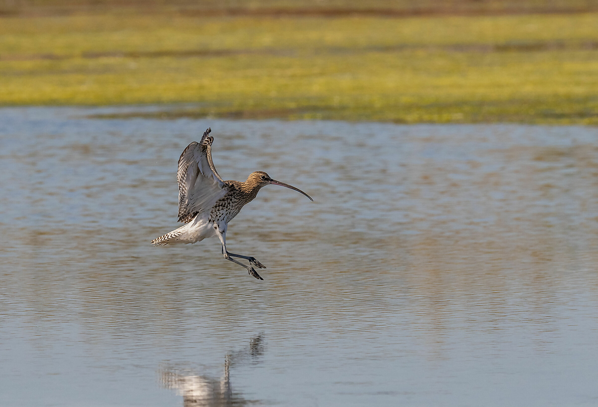 Chiurlo, eastern Sicily 2020.