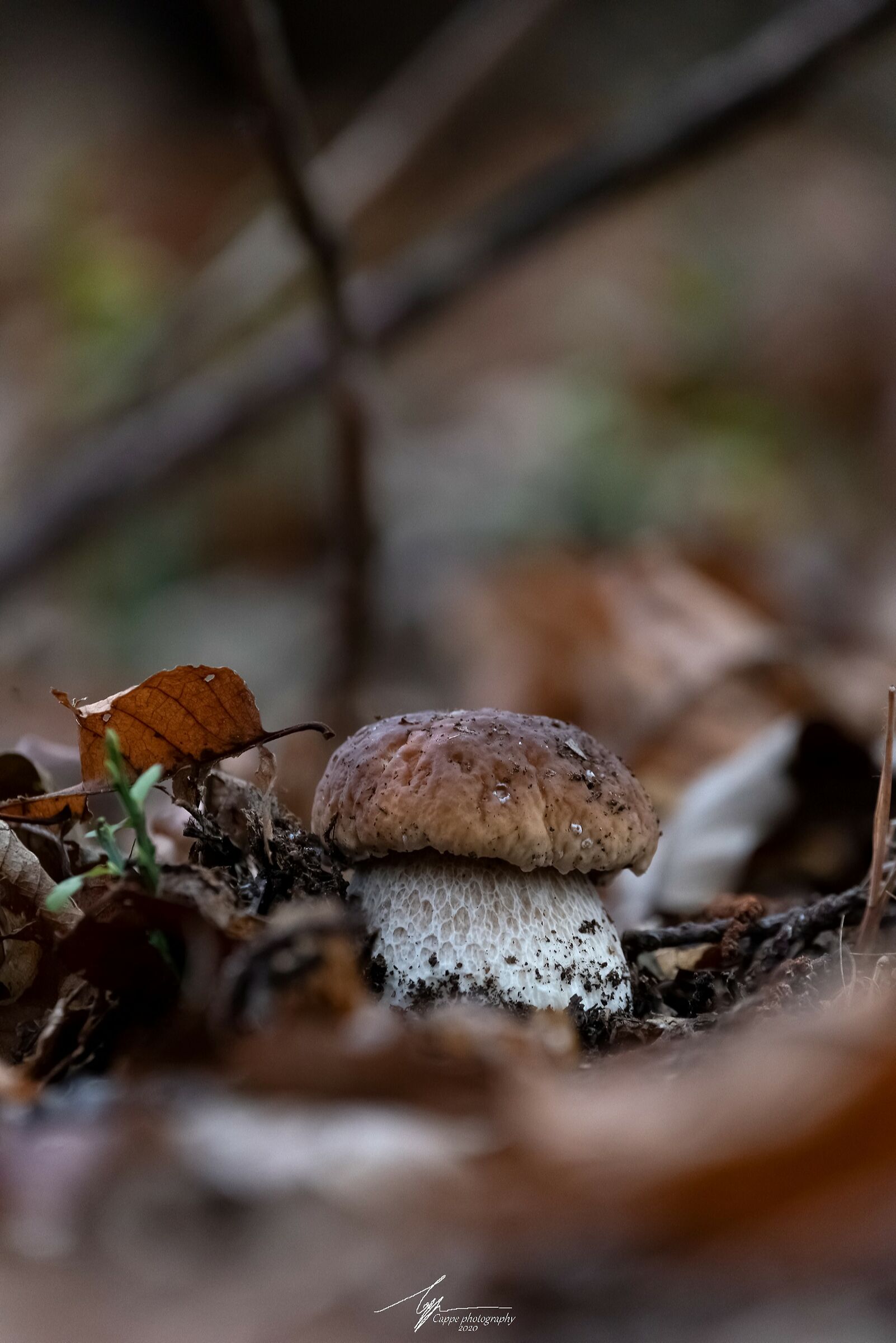 Boletus Edulis (Bull)