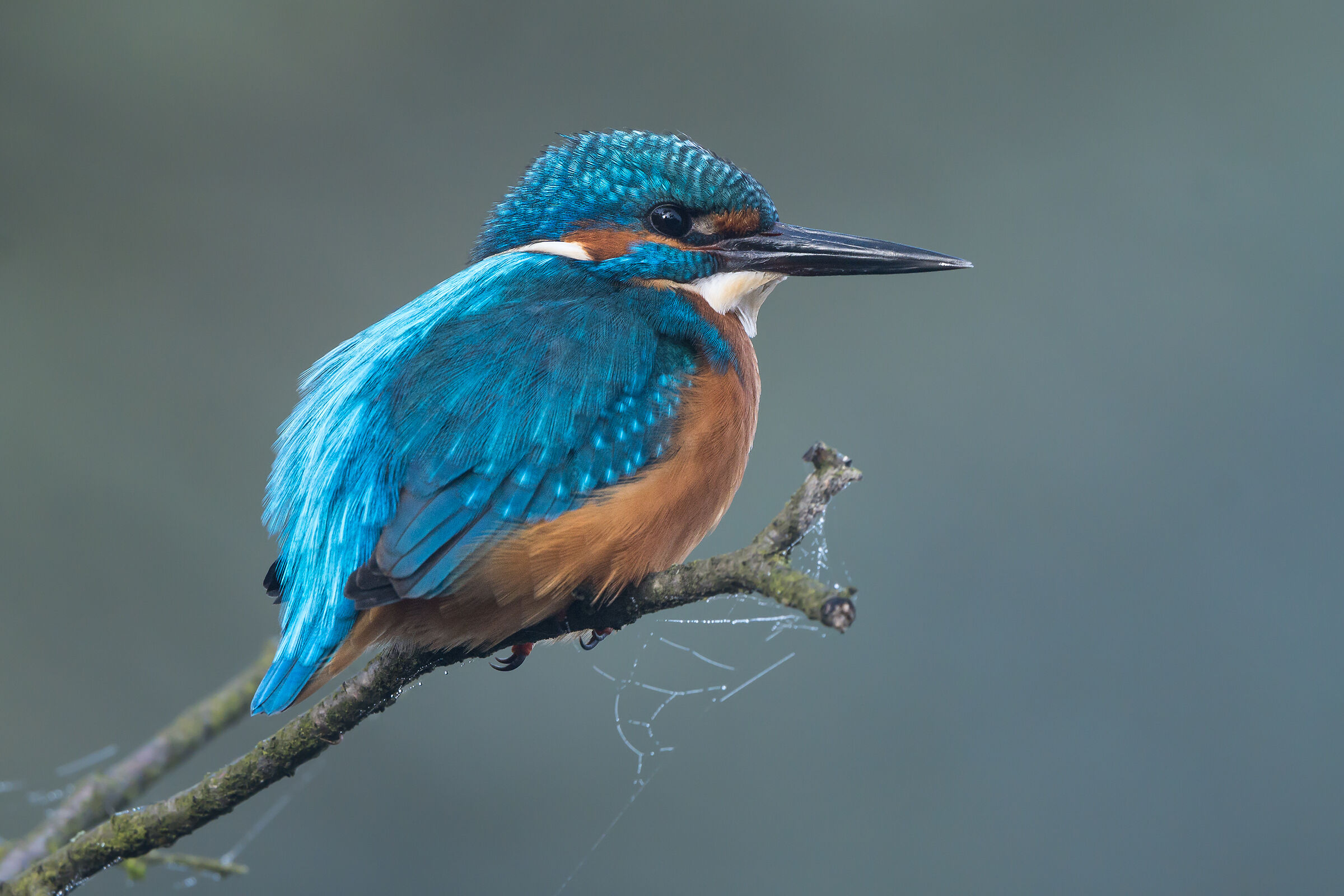 Common kingfisher (Alcedo atthis)