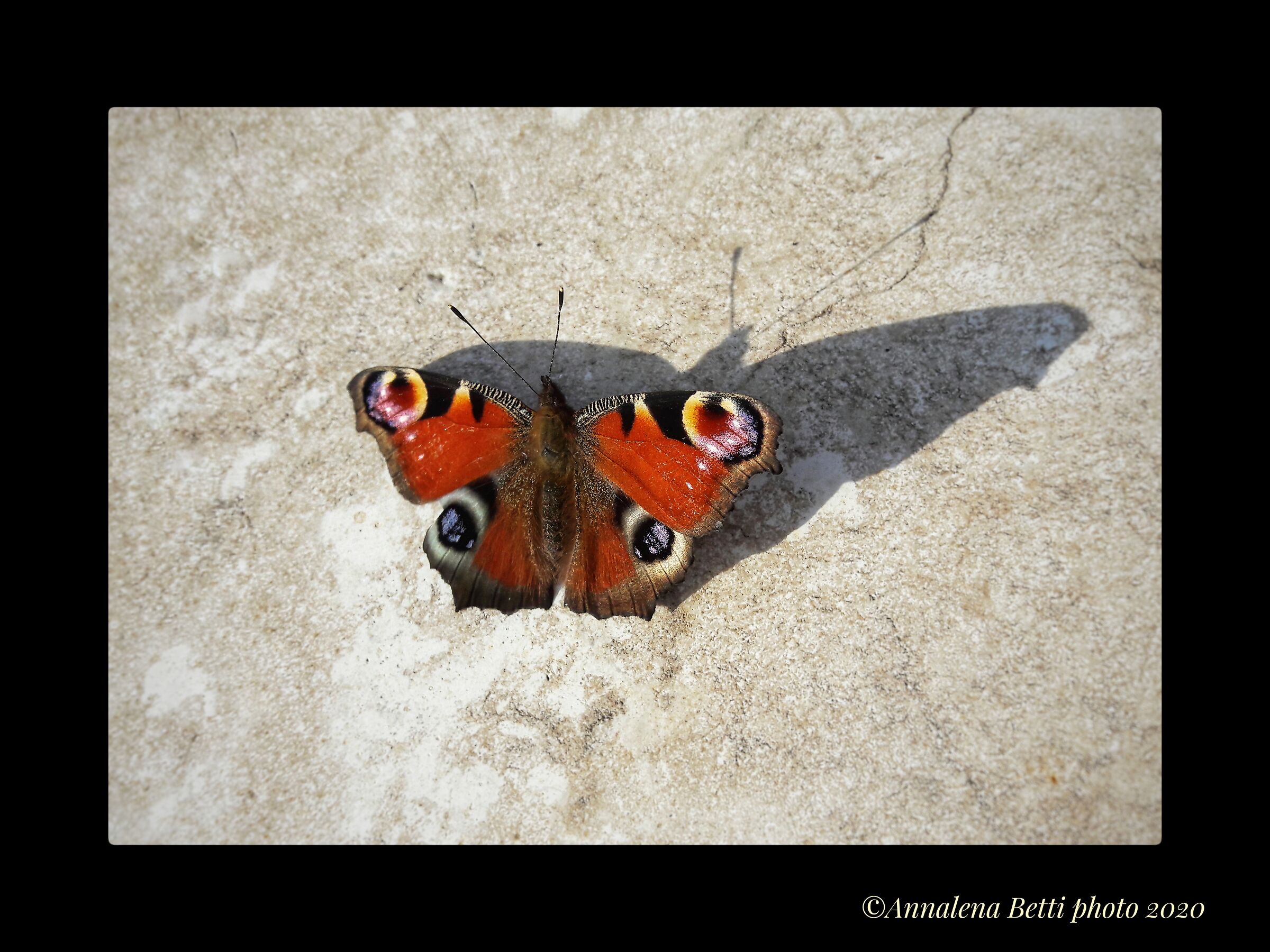 The butterfly caught on the fly with the mobile phone