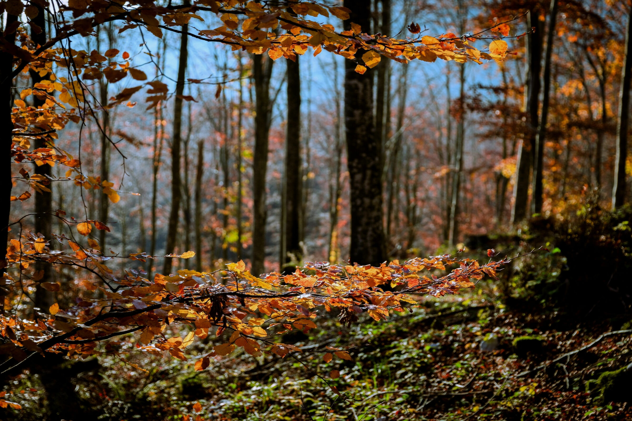 Autunno in Cansiglio