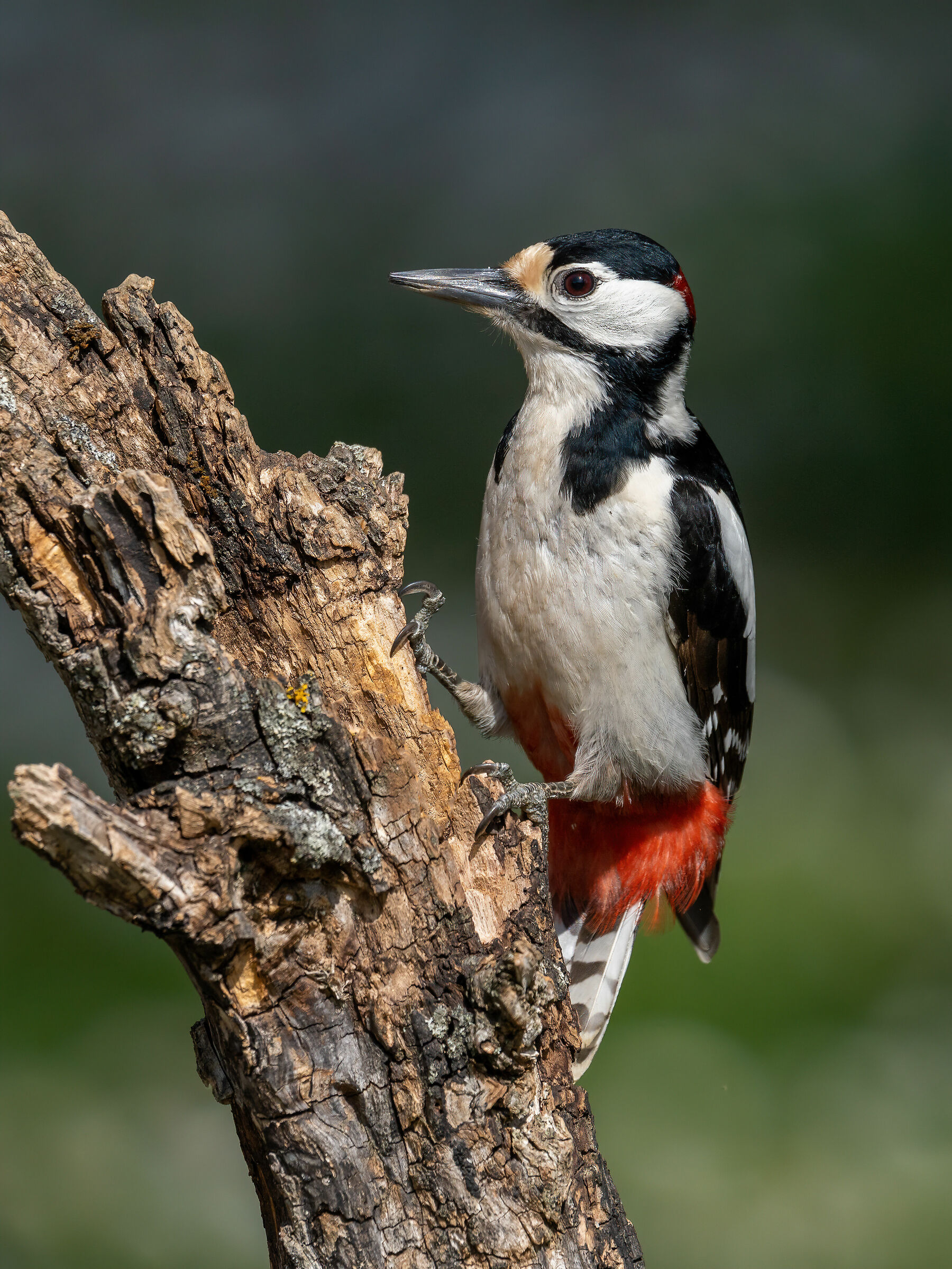 Picchio rosso maggiore maschio
