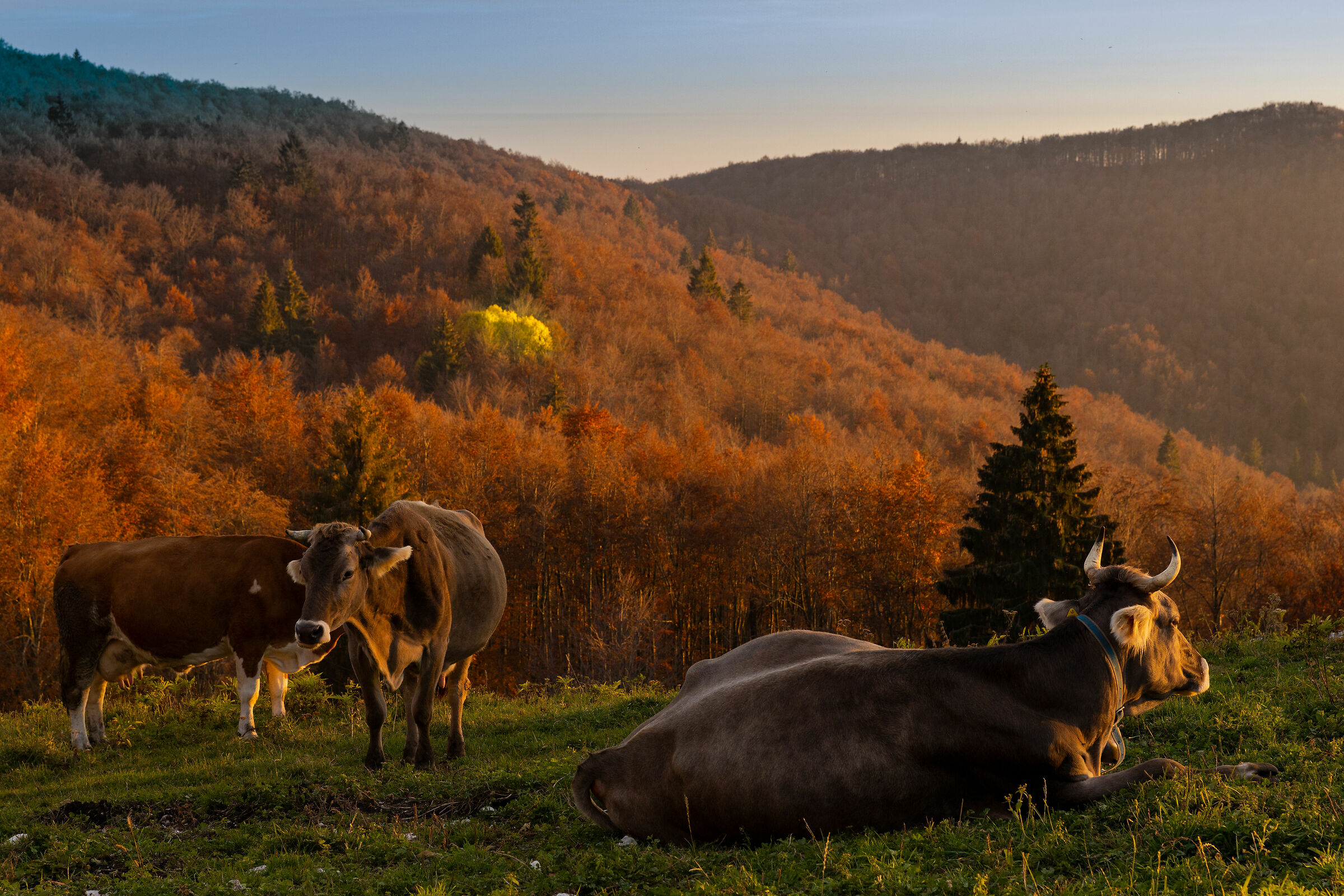 Autunno in Cansiglio - Belle all'ultimo sole