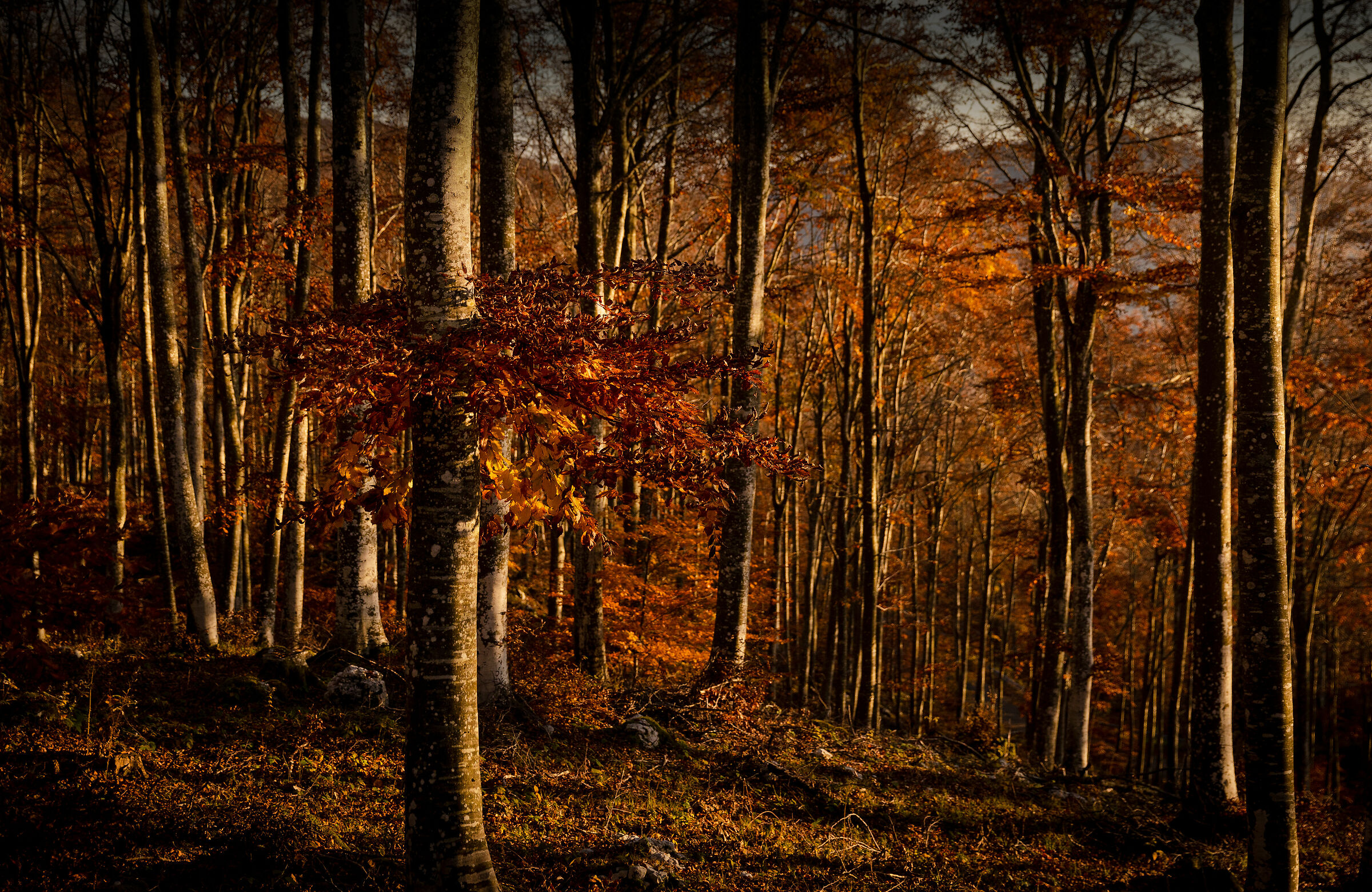Autunno in Cansiglio