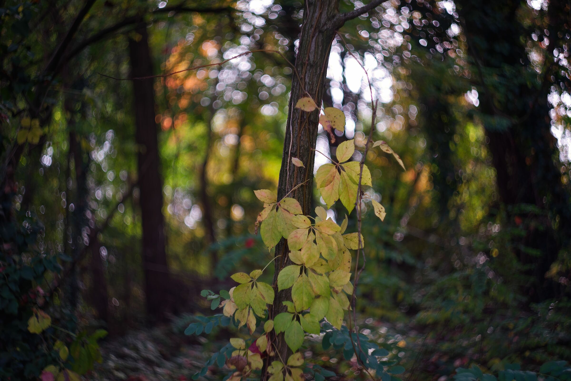 La magia del bosco in autunno