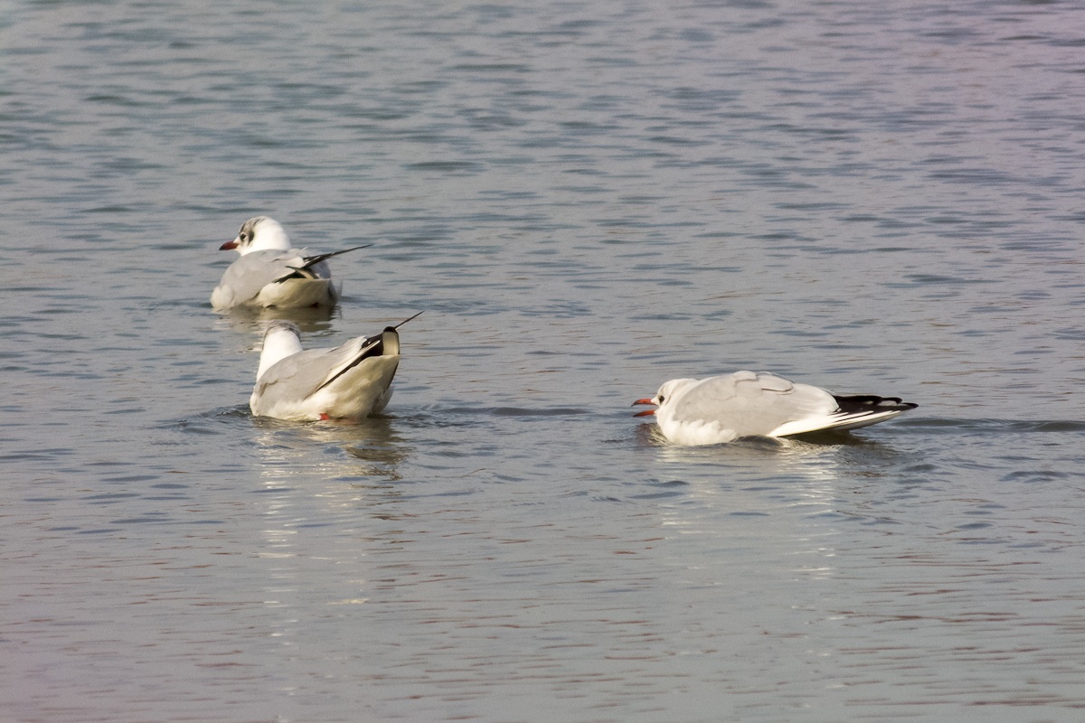 Come ti permetti!!!??